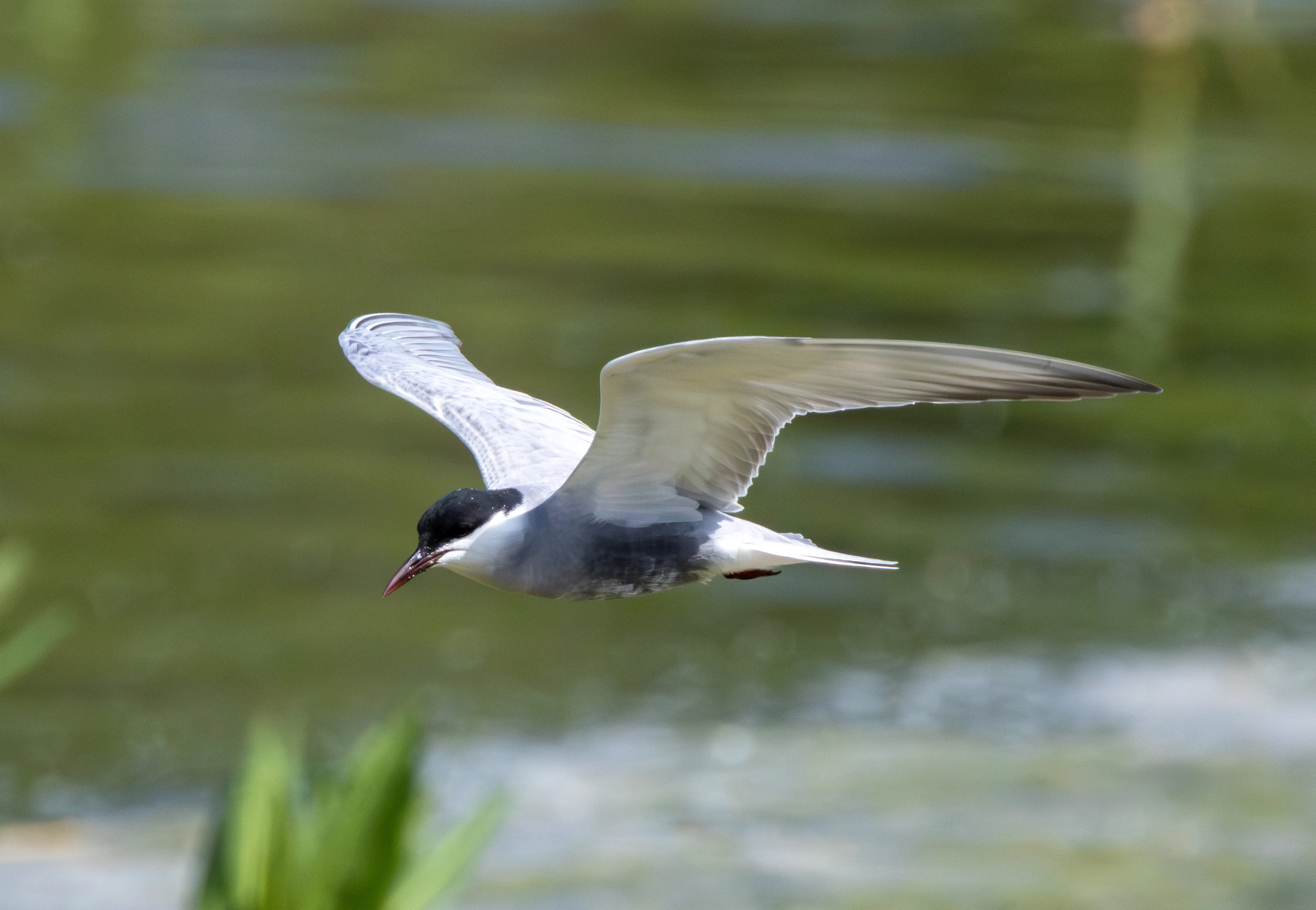Whiskered Tern, Danube Area, Romania — photo by Adam Prugel-Bennett