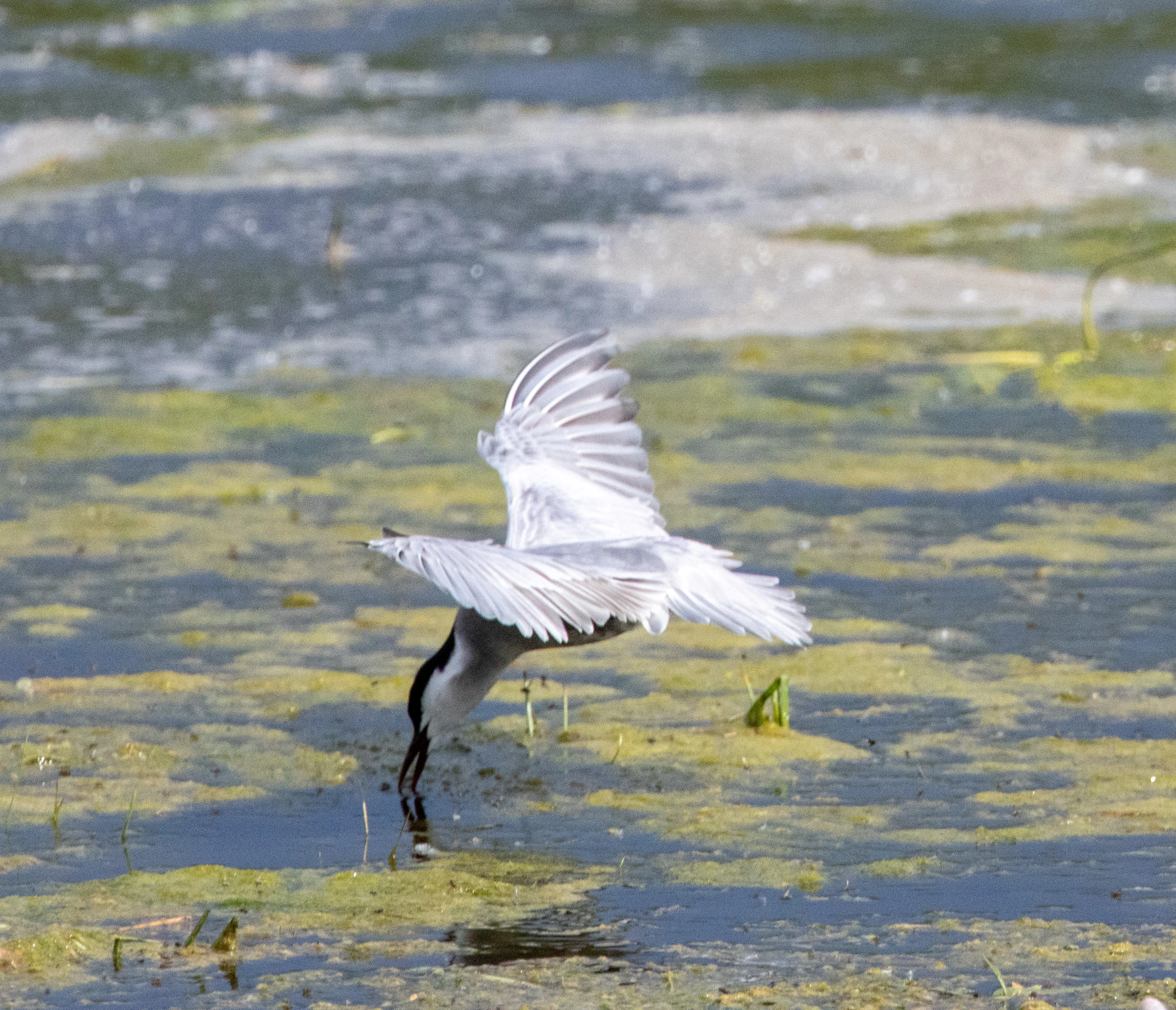 Whiskered Tern, Danube Area, Romania — photo by Adam Prugel-Bennett