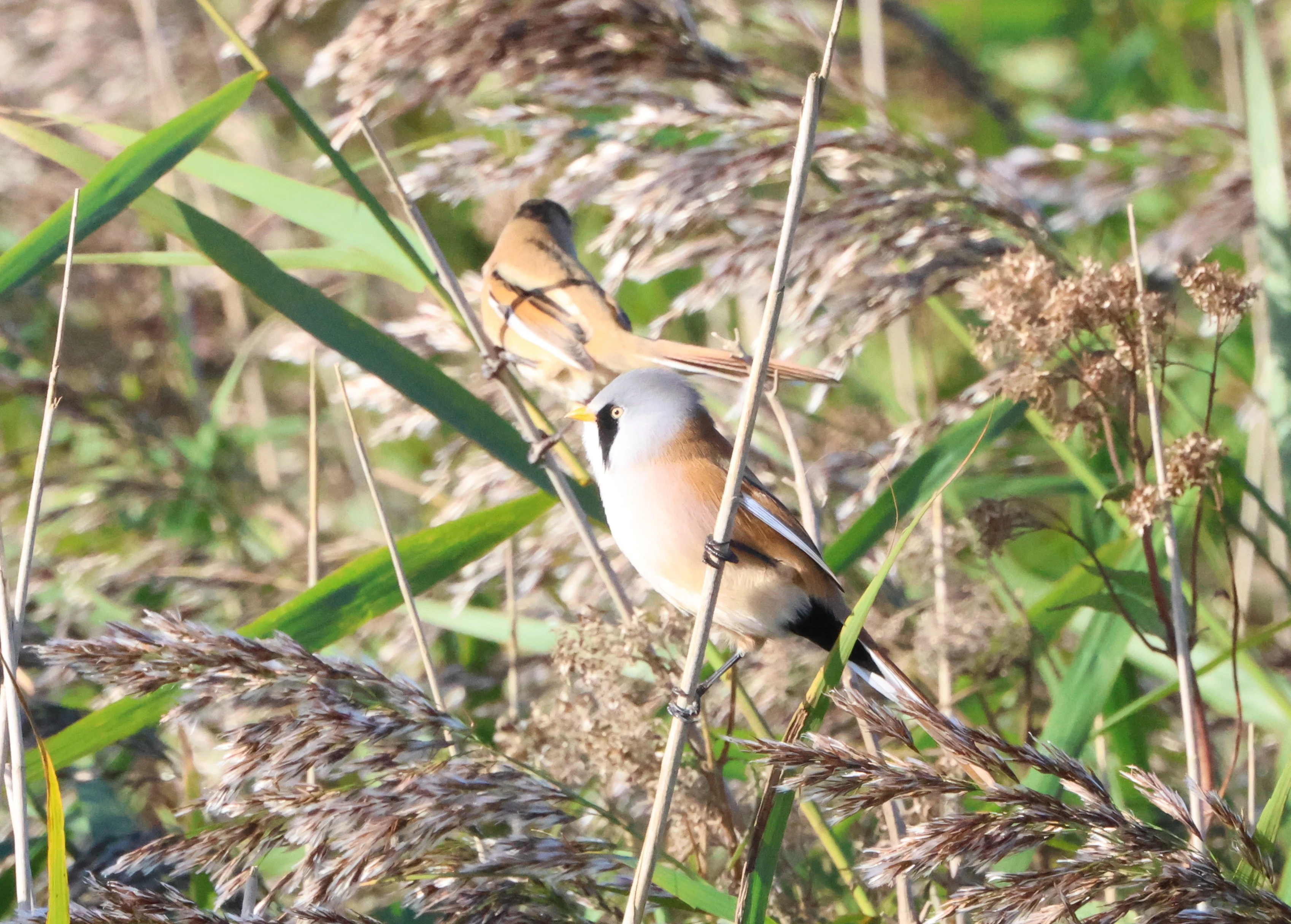 Bearded Tit, North Norfolk, Norfolk, UK — photo by Adam Prugel-Bennett