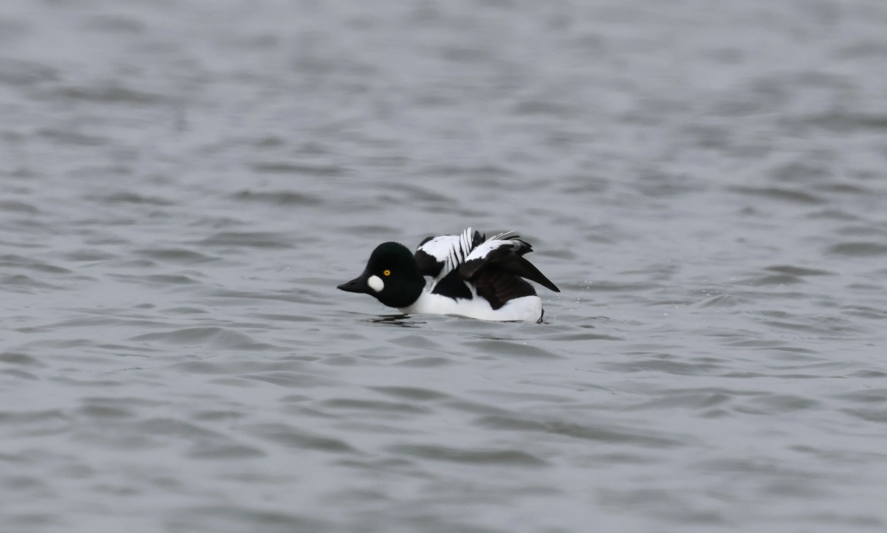 Common Goldeneye, Mainland Orkney, Orkney, UK — photo by Adam Prugel-Bennett