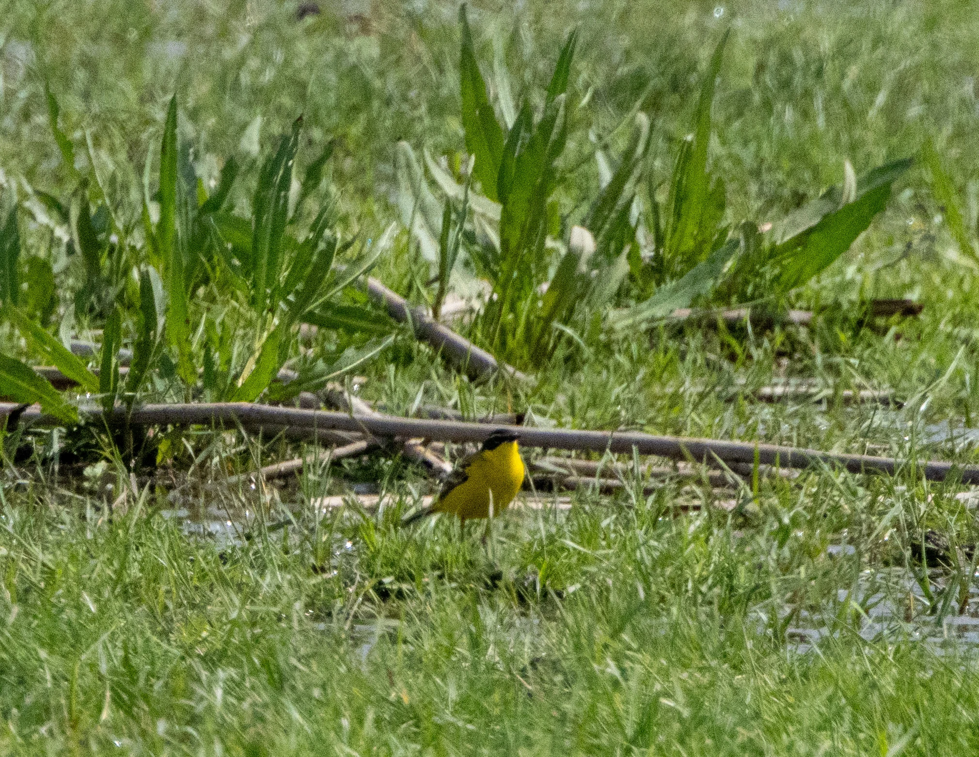 Western Yellow Wagtail, Danube Area, Romania — photo by Adam Prugel-Bennett