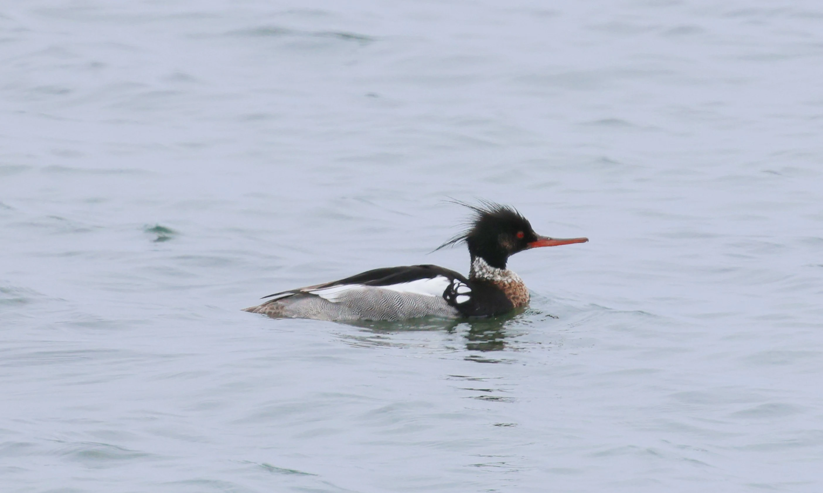 Merganser, Mainland Orkney, Orkney, UK — photo by Adam Prugel-Bennett
