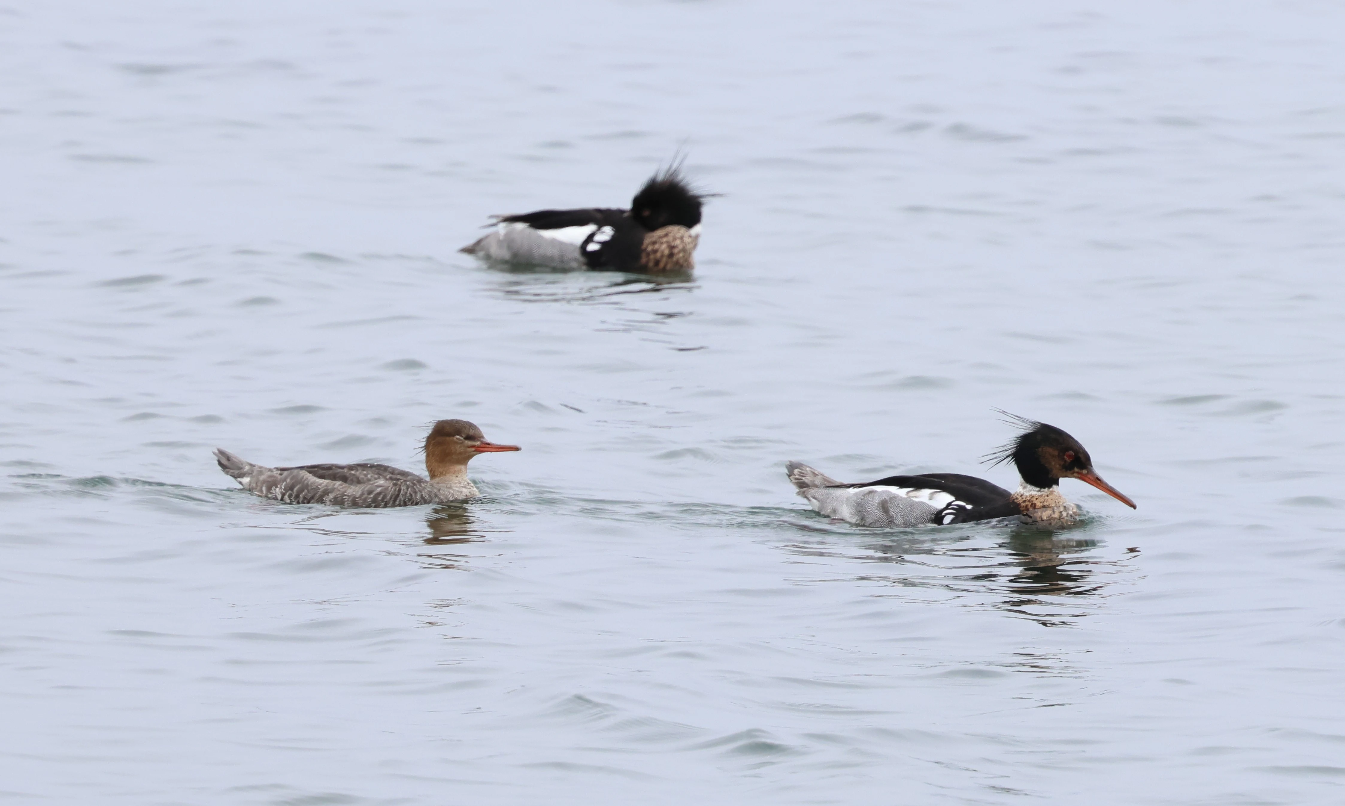 Merganser, Mainland Orkney, Orkney, UK — photo by Adam Prugel-Bennett