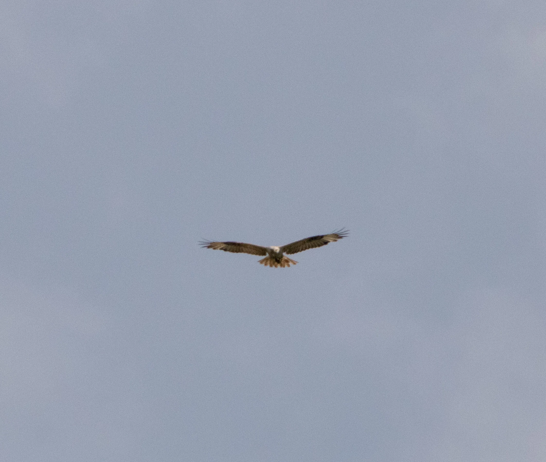 Western Marsh Harrier in flight, Danube Area, Romania — photo by Adam Prugel-Bennett