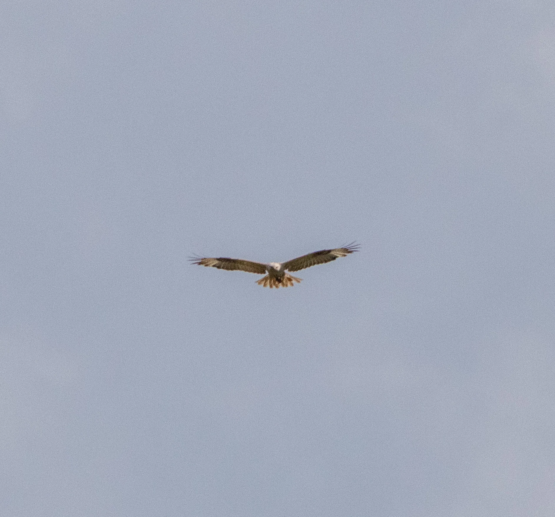 Western Marsh Harrier, Danube Area, Romania — photo by Adam Prugel-Bennett
