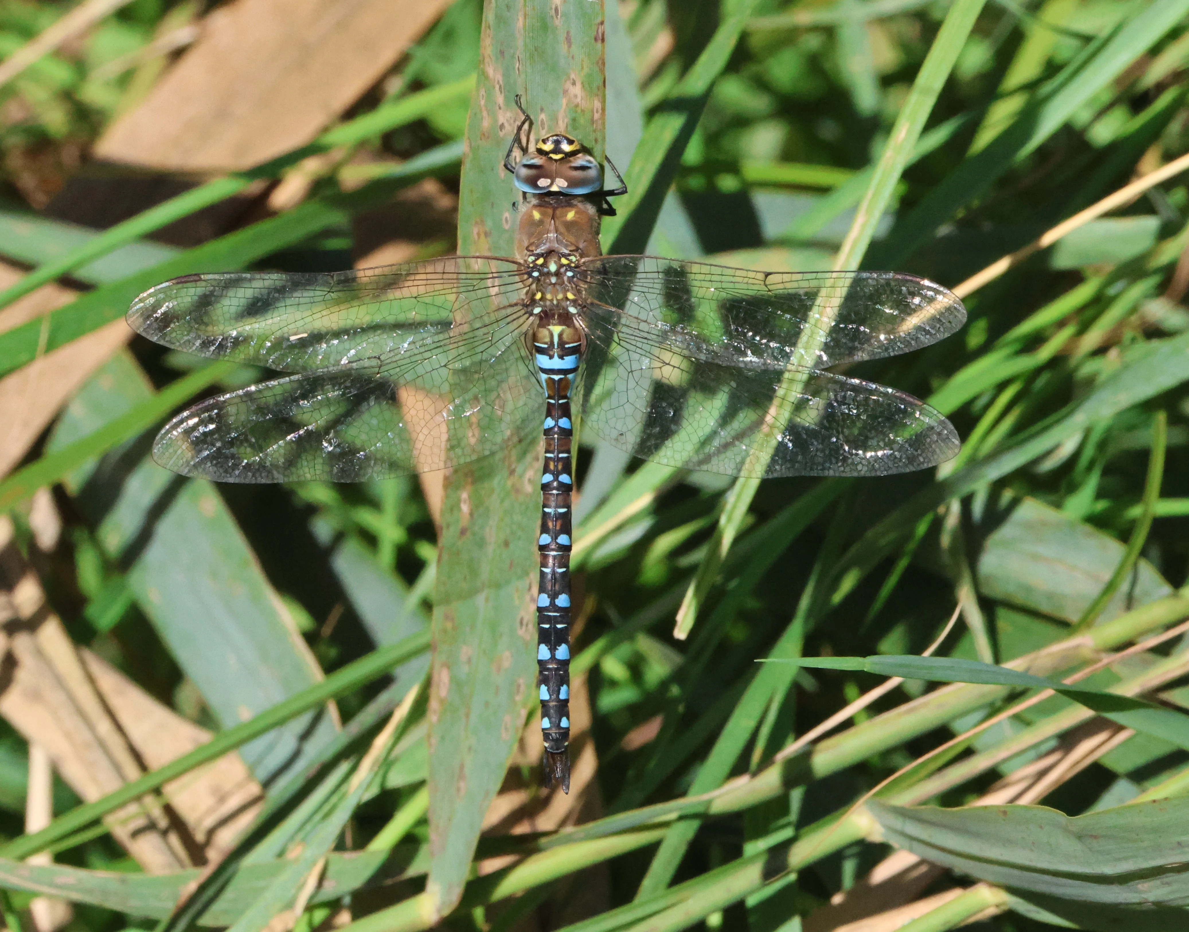 Migrant Hawker - dragonfly, North Norfolk, Norfolk, UK — photo by Adam Prugel-Bennett