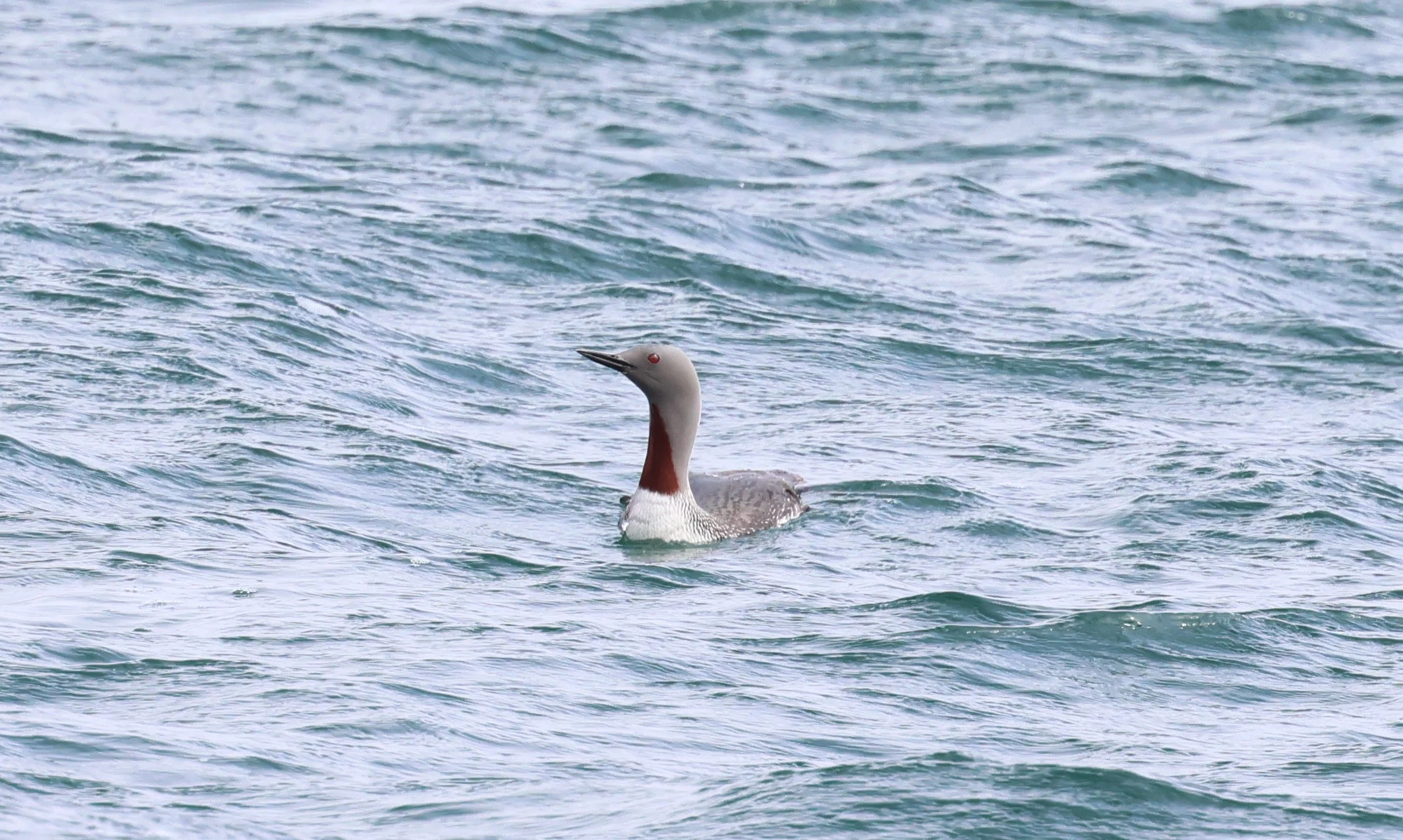 Red-throated Diver, Mainland Orkney, Orkney, UK — photo by Adam Prugel-Bennett