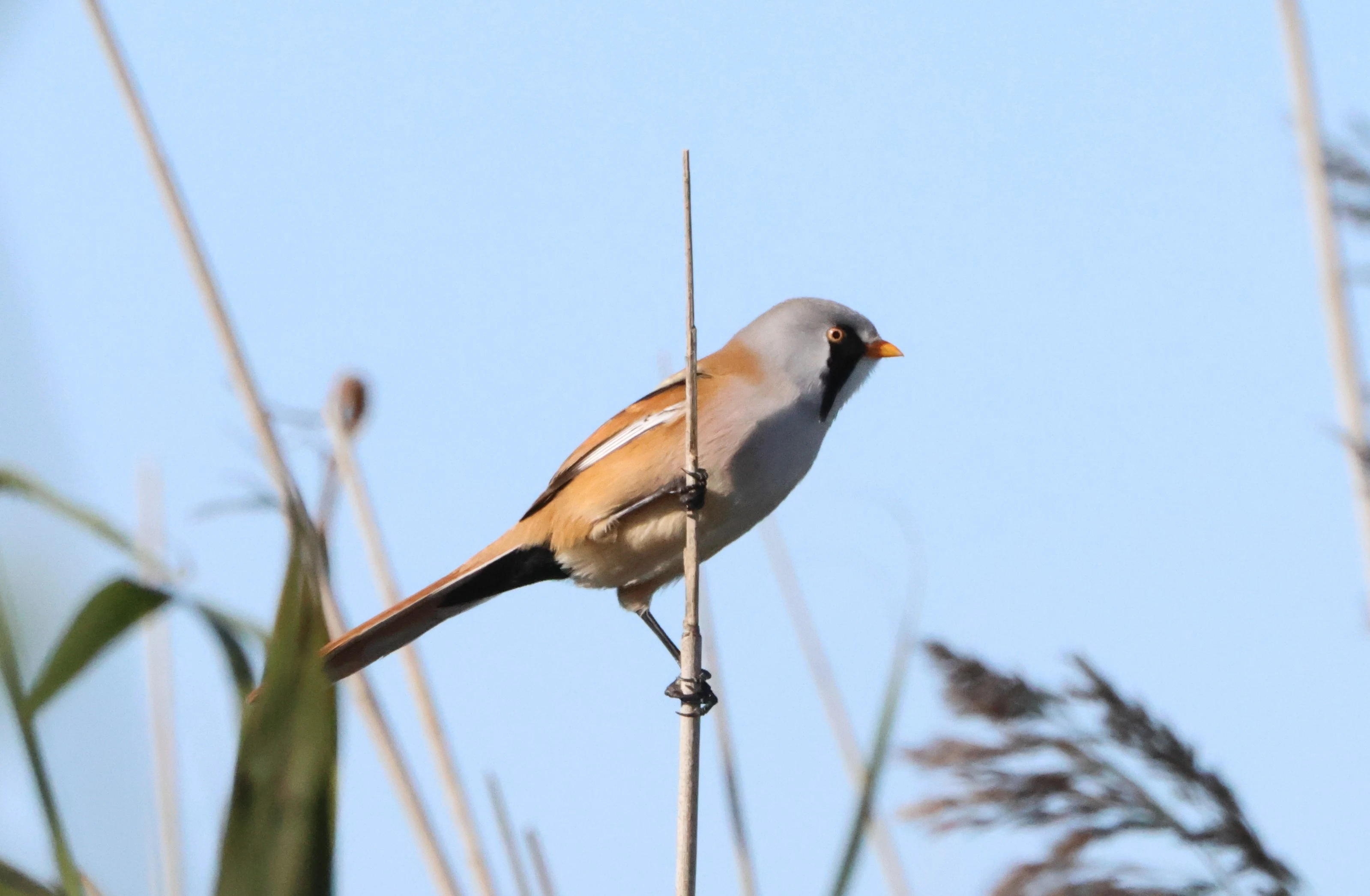 Bearded Tit, North Norfolk, Norfolk, UK — photo by Adam Prugel-Bennett