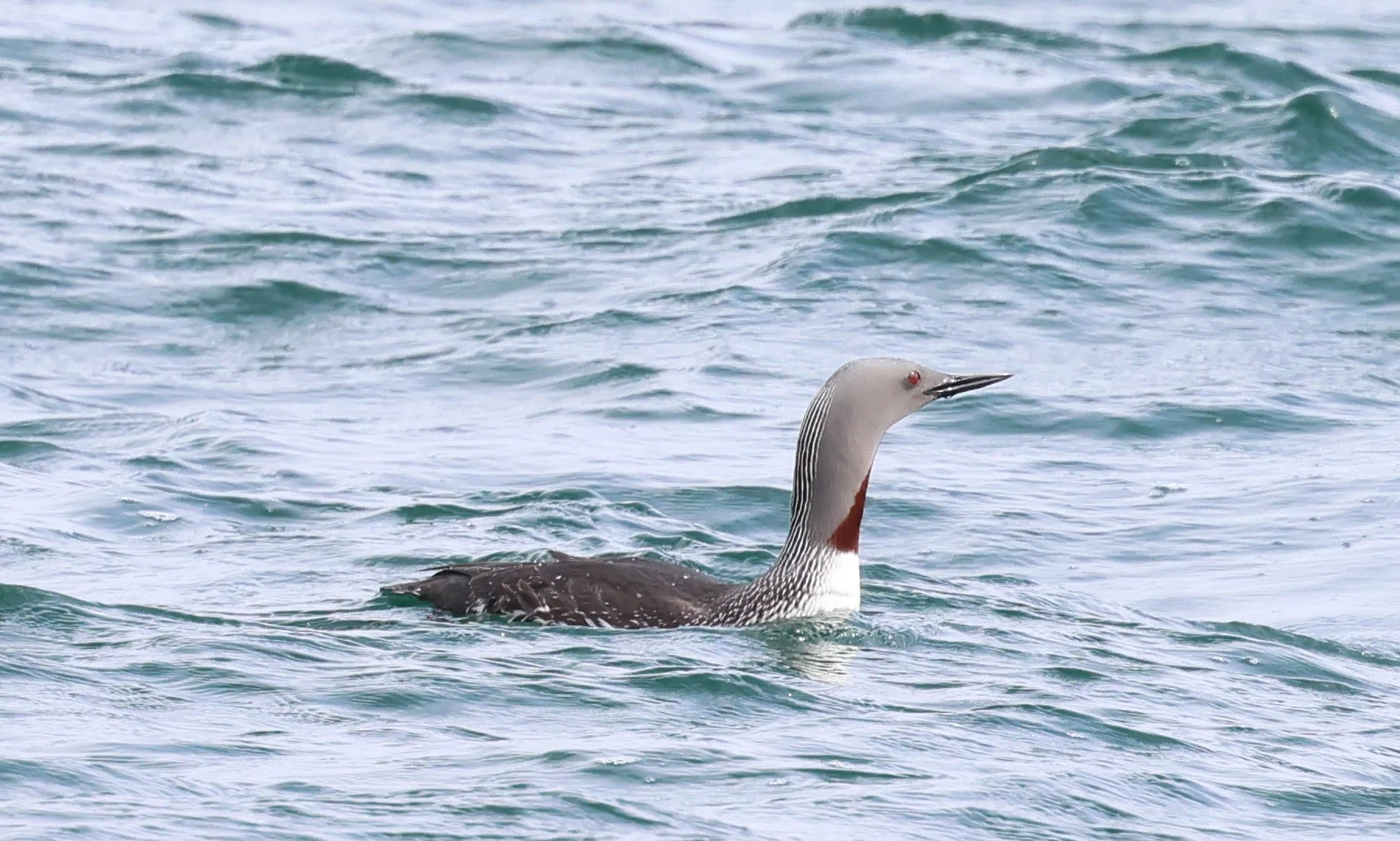 Red-throated Diver, Mainland Orkney, Orkney, UK — photo by Adam Prugel-Bennett