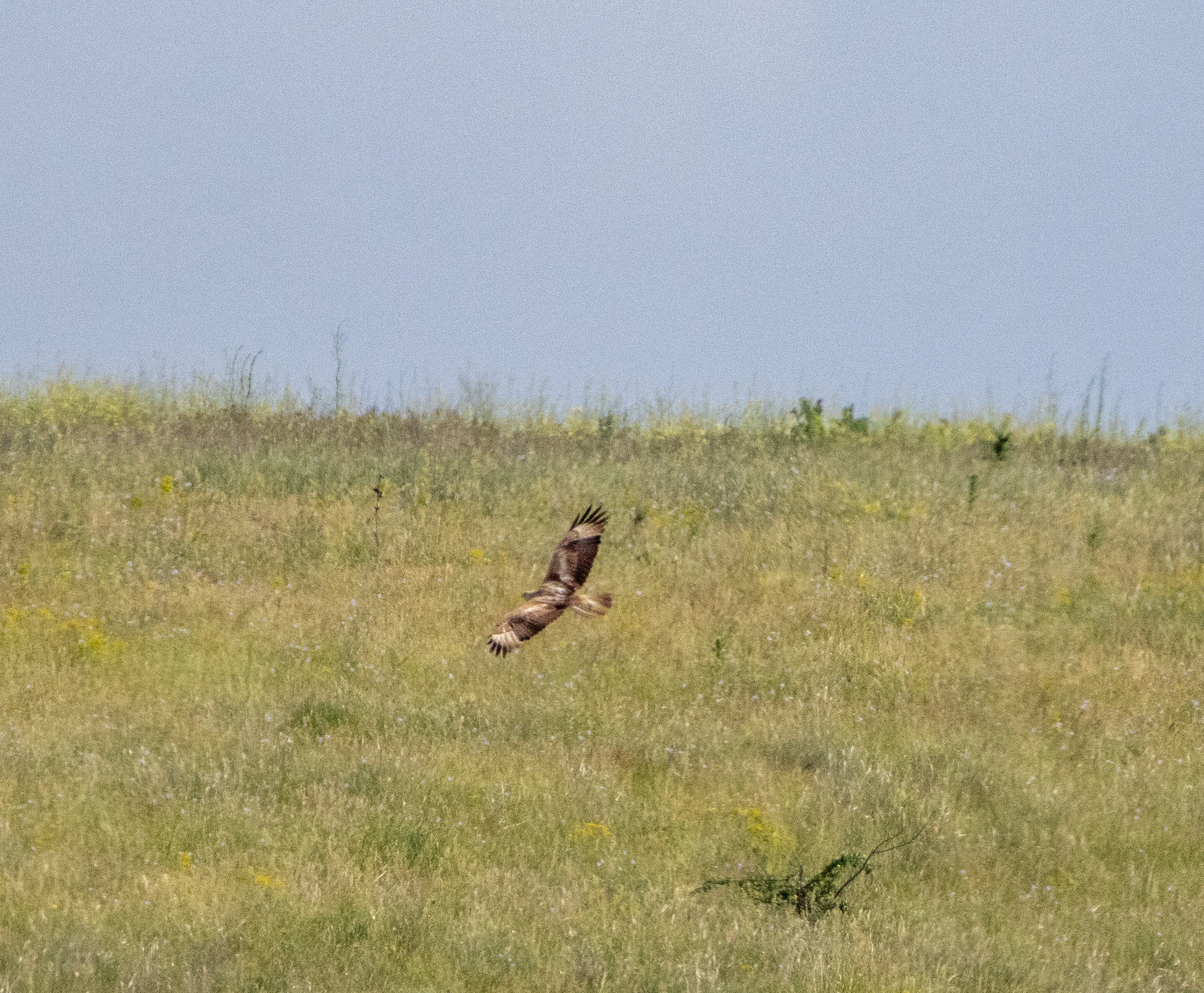 Western Marsh Harrier in flight, Danube Area, Romania — photo by Adam Prugel-Bennett