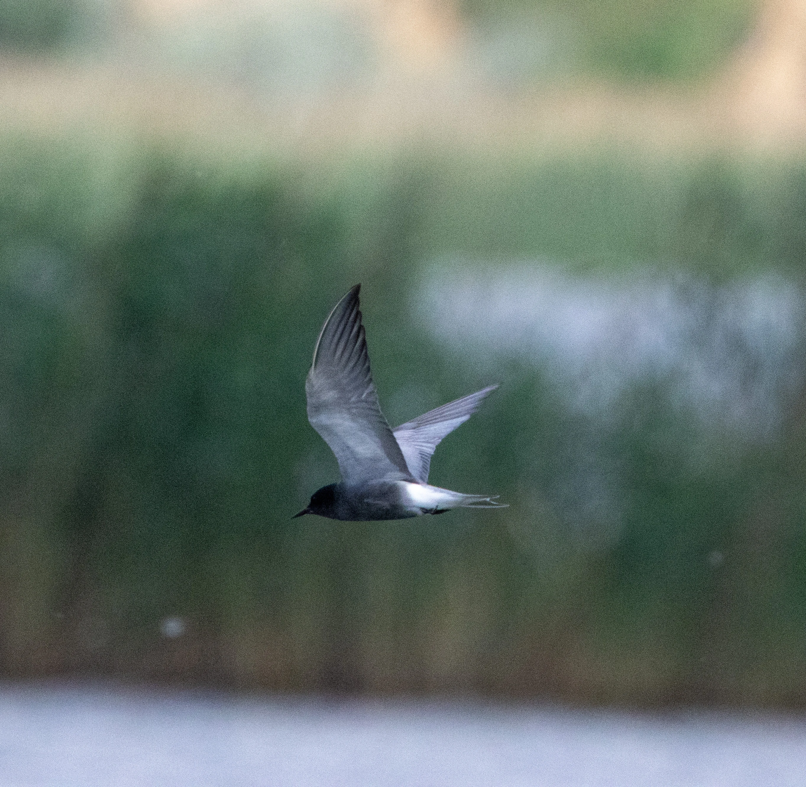 Whiskered Tern, Danube Area, Romania — photo by Adam Prugel-Bennett