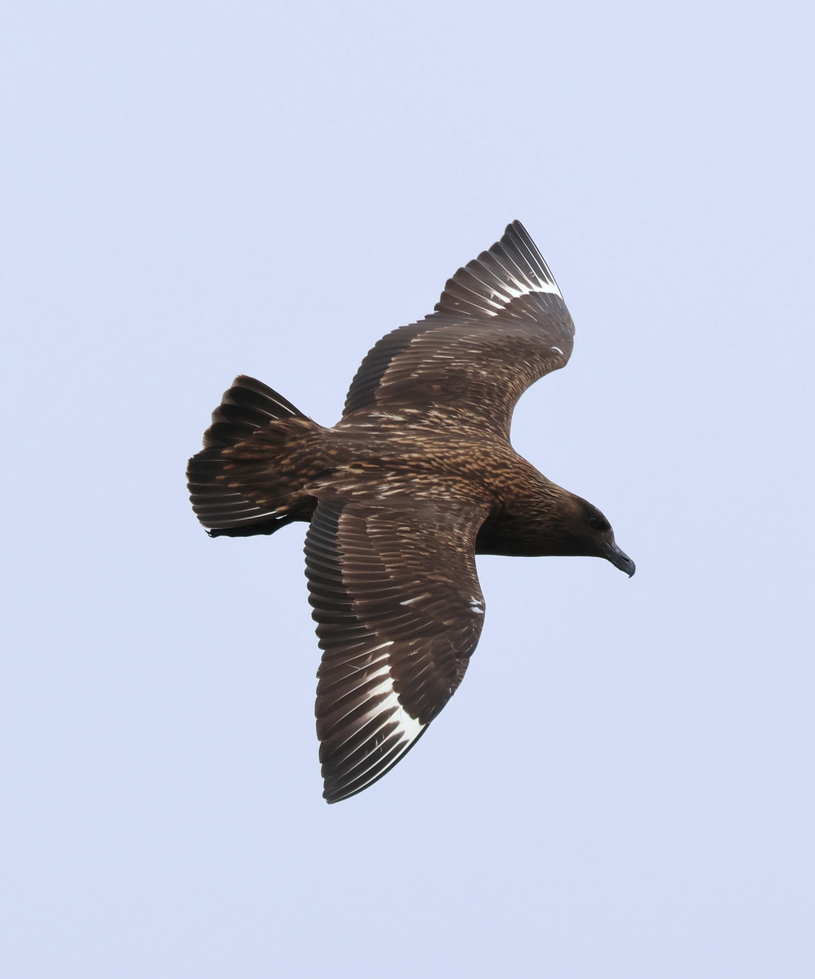 Great skua (Bonxie), Hoy Orkney, Orkney, UK — photo by Adam Prugel-Bennett