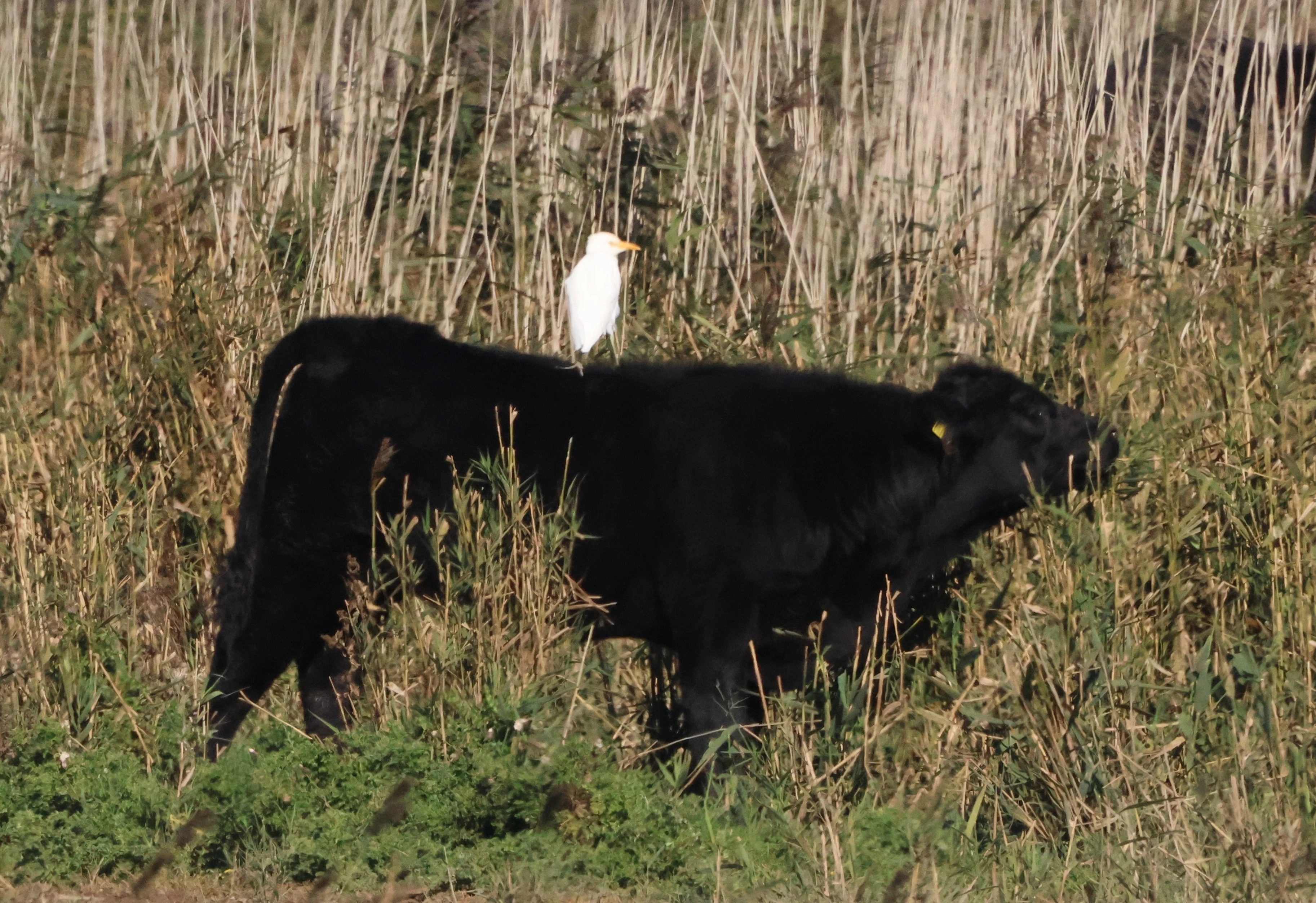 Cattle Egret, North Norfolk, Norfolk, UK — photo by Adam Prugel-Bennett