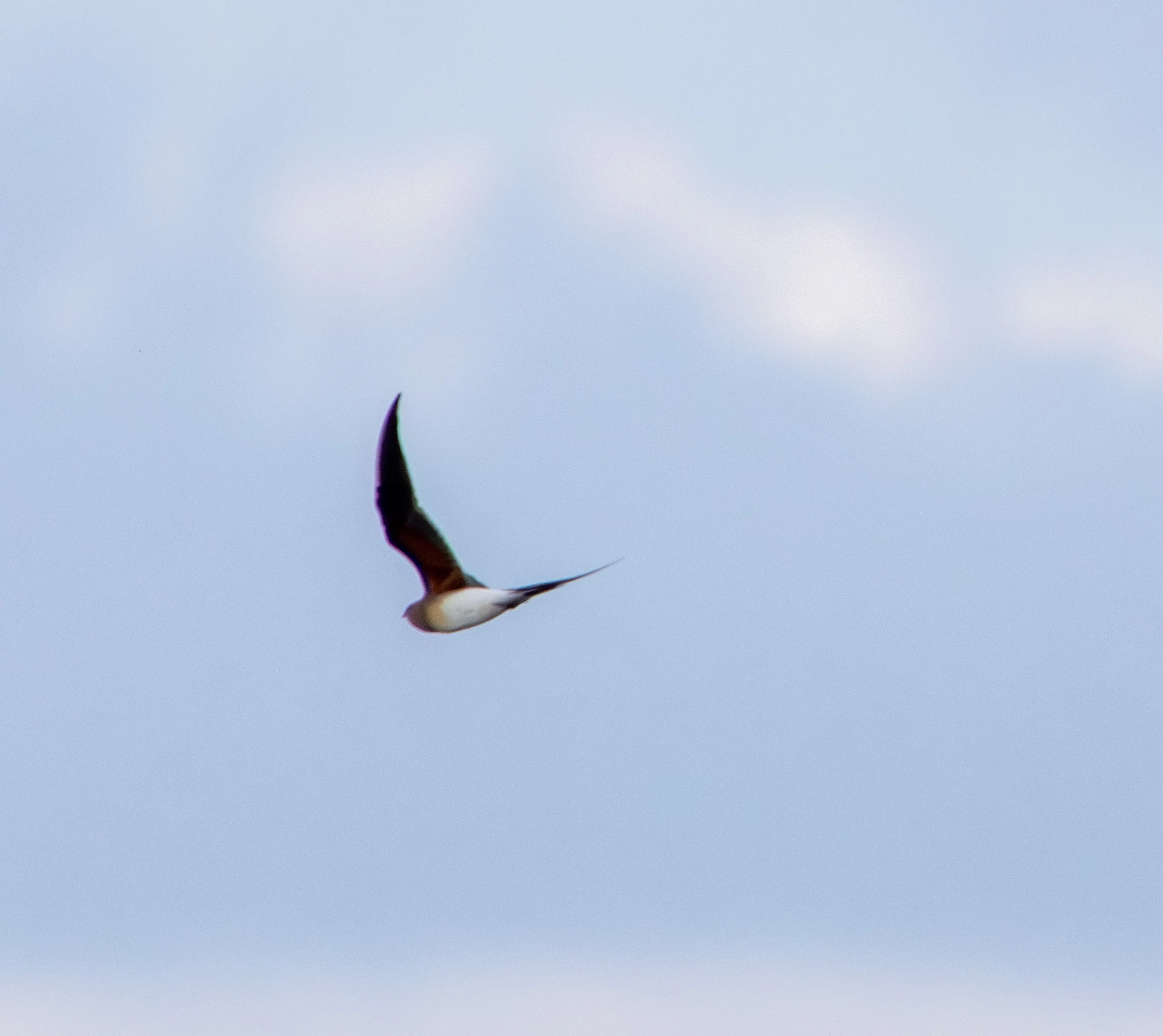 Whiskered Tern in flight, Danube Area, Romania — photo by Adam Prugel-Bennett