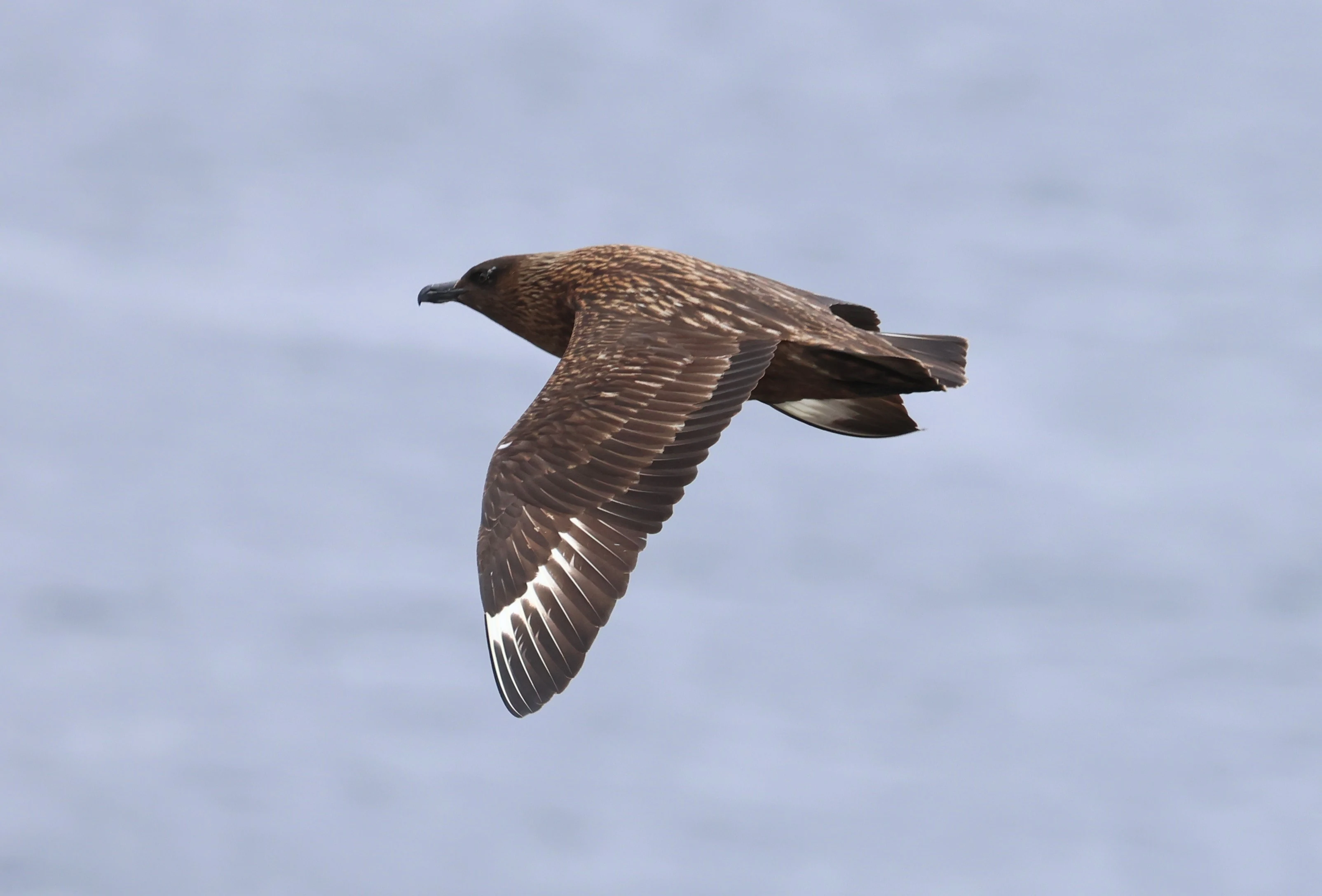 Great skua (Bonxie), Hoy Orkney, Orkney, UK — photo by Adam Prugel-Bennett
