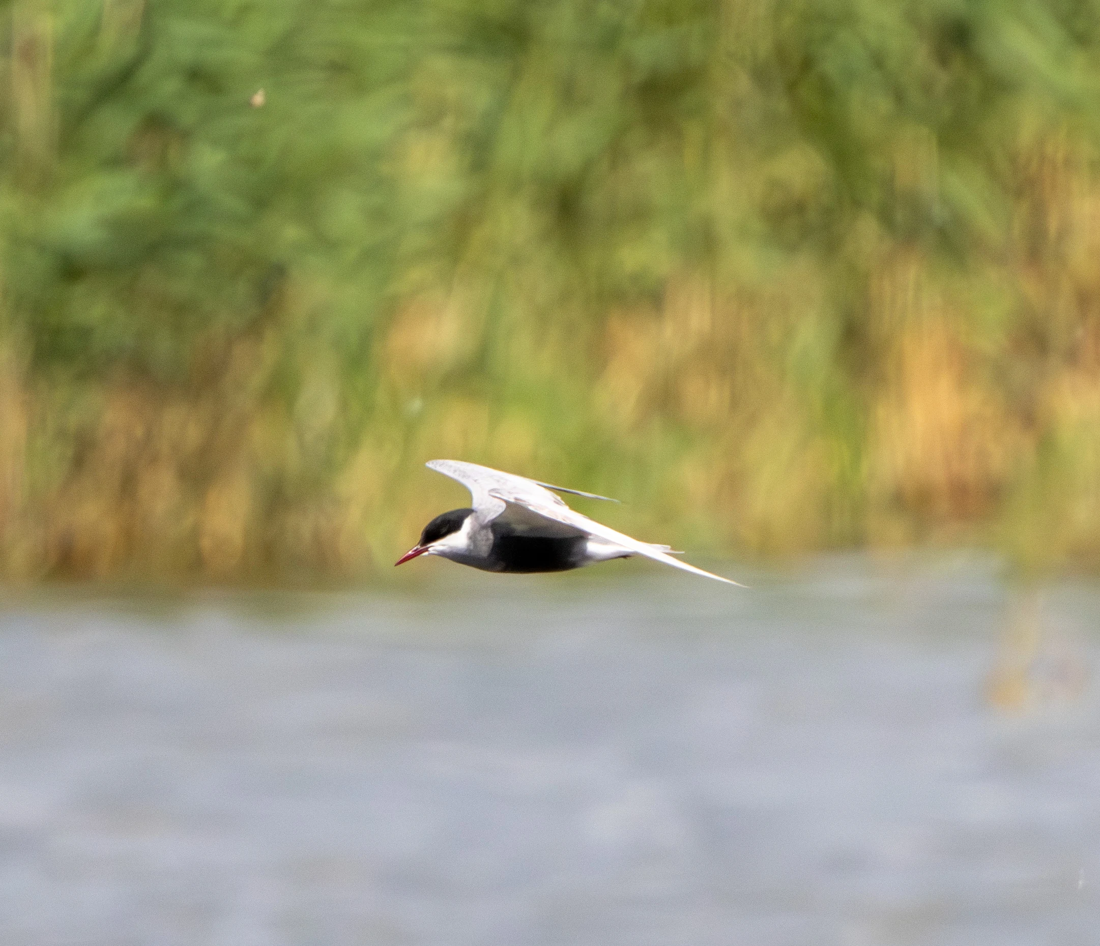 Whiskered Tern in flight, Danube Area, Romania — photo by Adam Prugel-Bennett
