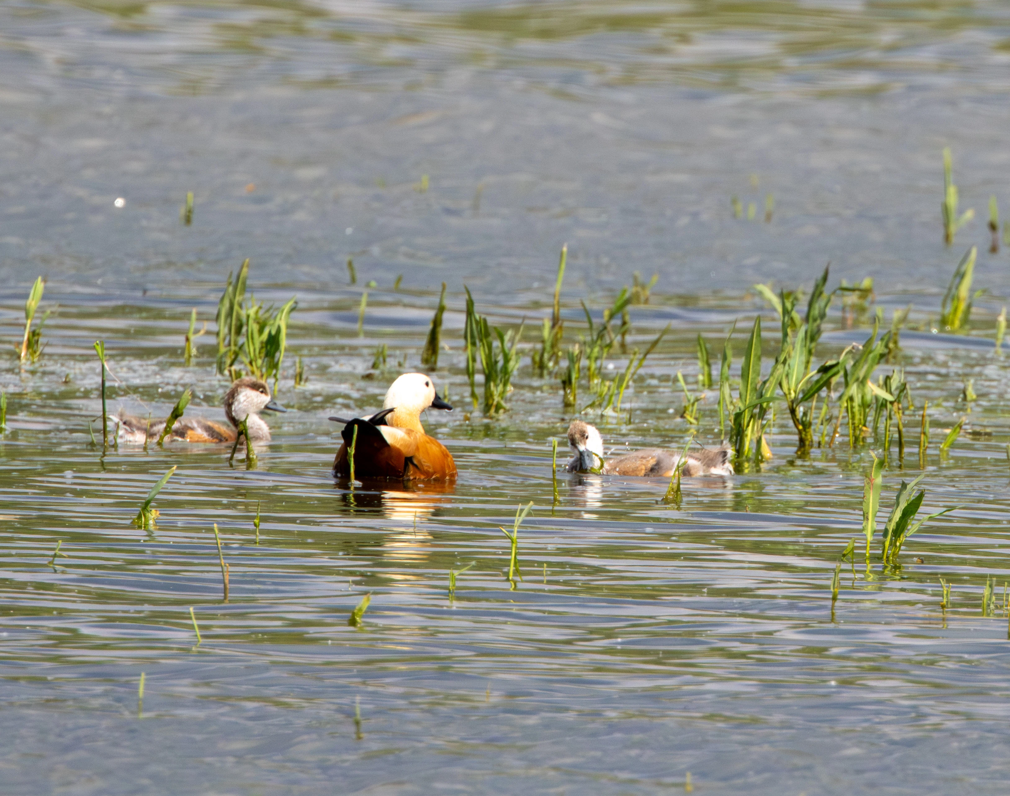 Ruddy Shelduck with ducklings, Danube Area, Romania — photo by Adam Prugel-Bennett