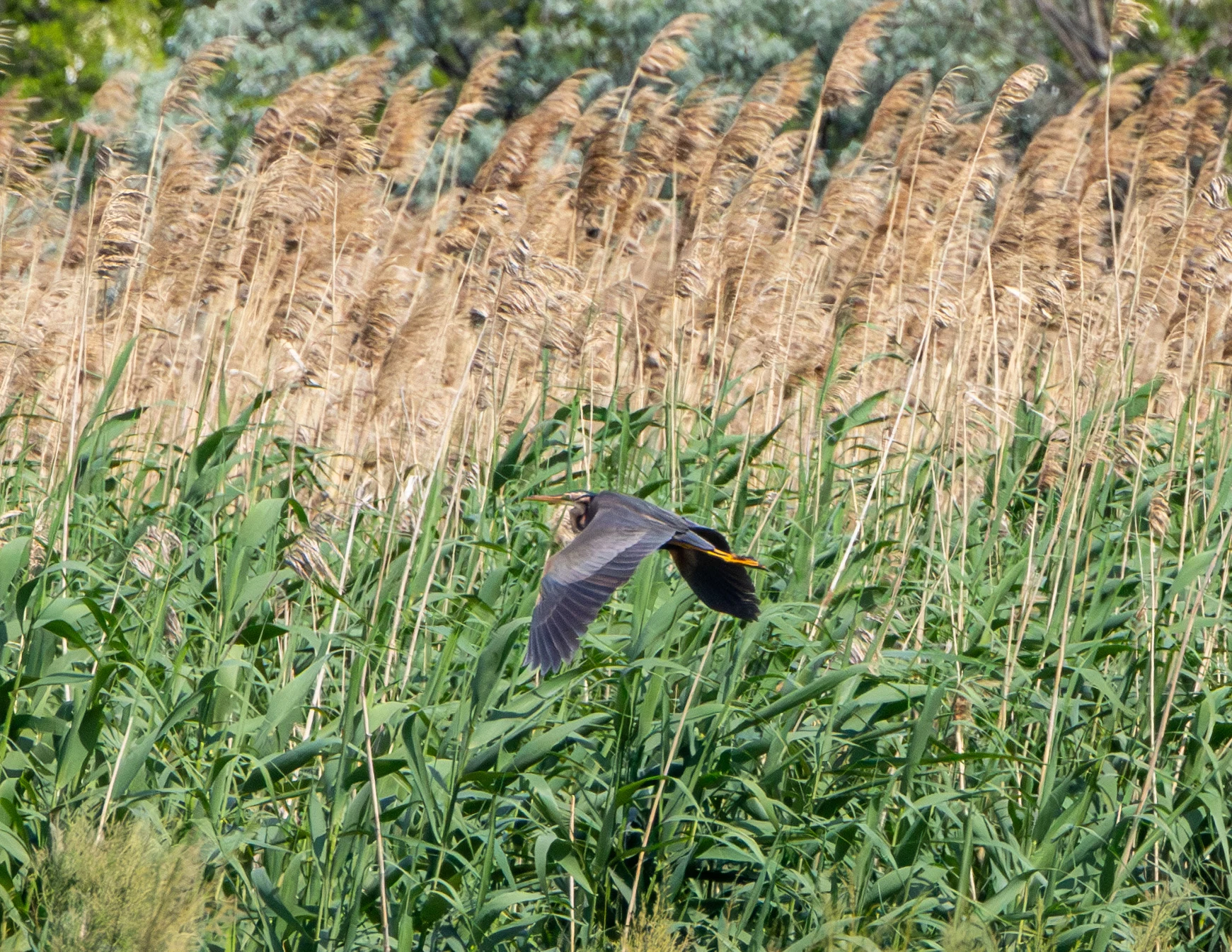 Western Yellow Wagtail in flight, Danube Area, Romania — photo by Adam Prugel-Bennett