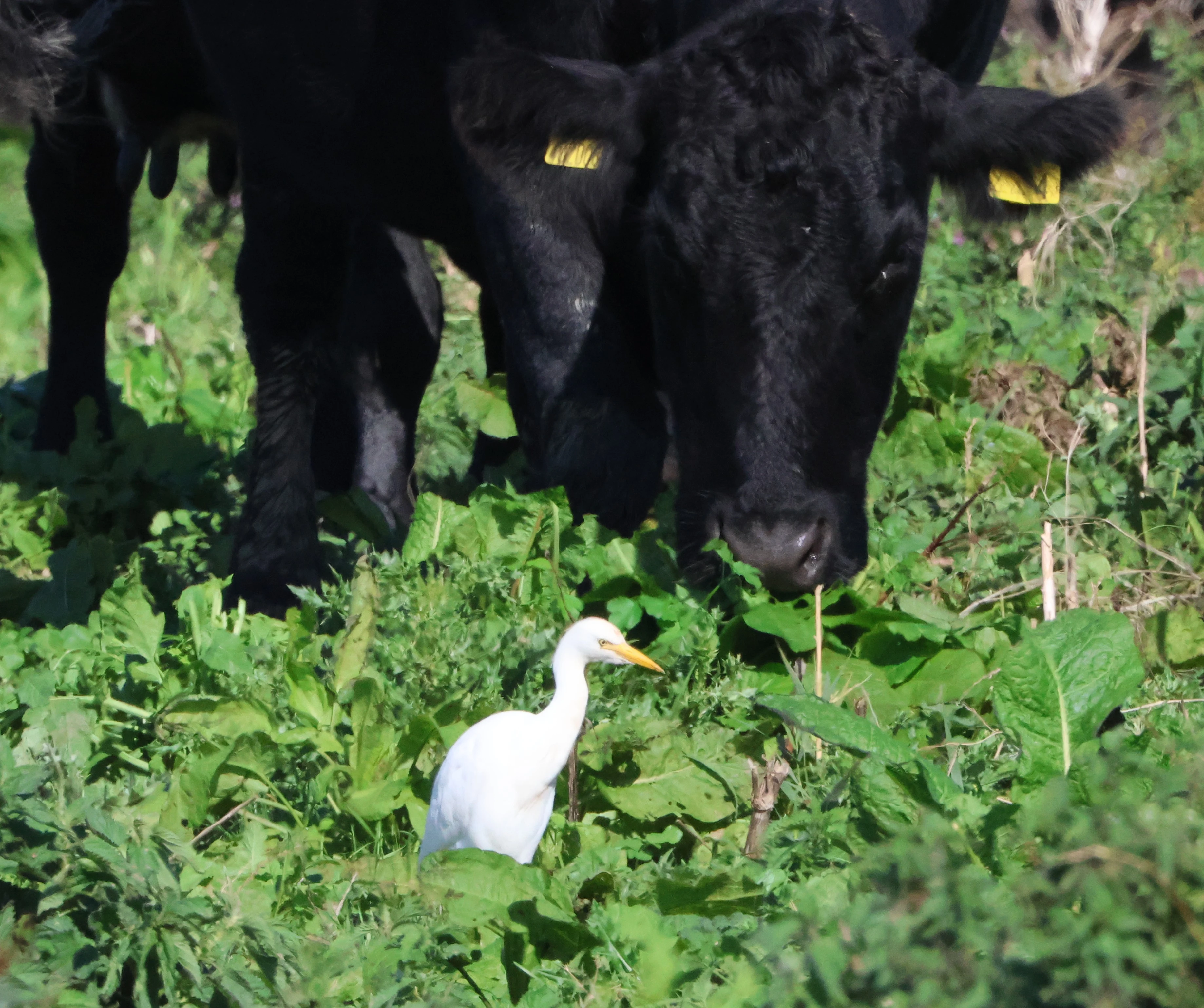 Cattle Egret, North Norfolk, Norfolk, UK — photo by Adam Prugel-Bennett
