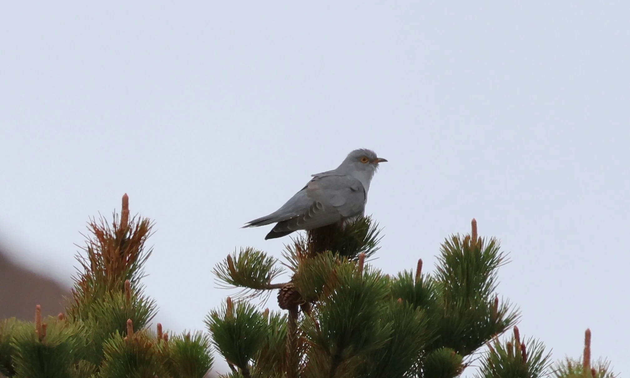 Common Cuckoo, Hoy Orkney, Orkney, UK — photo by Adam Prugel-Bennett
