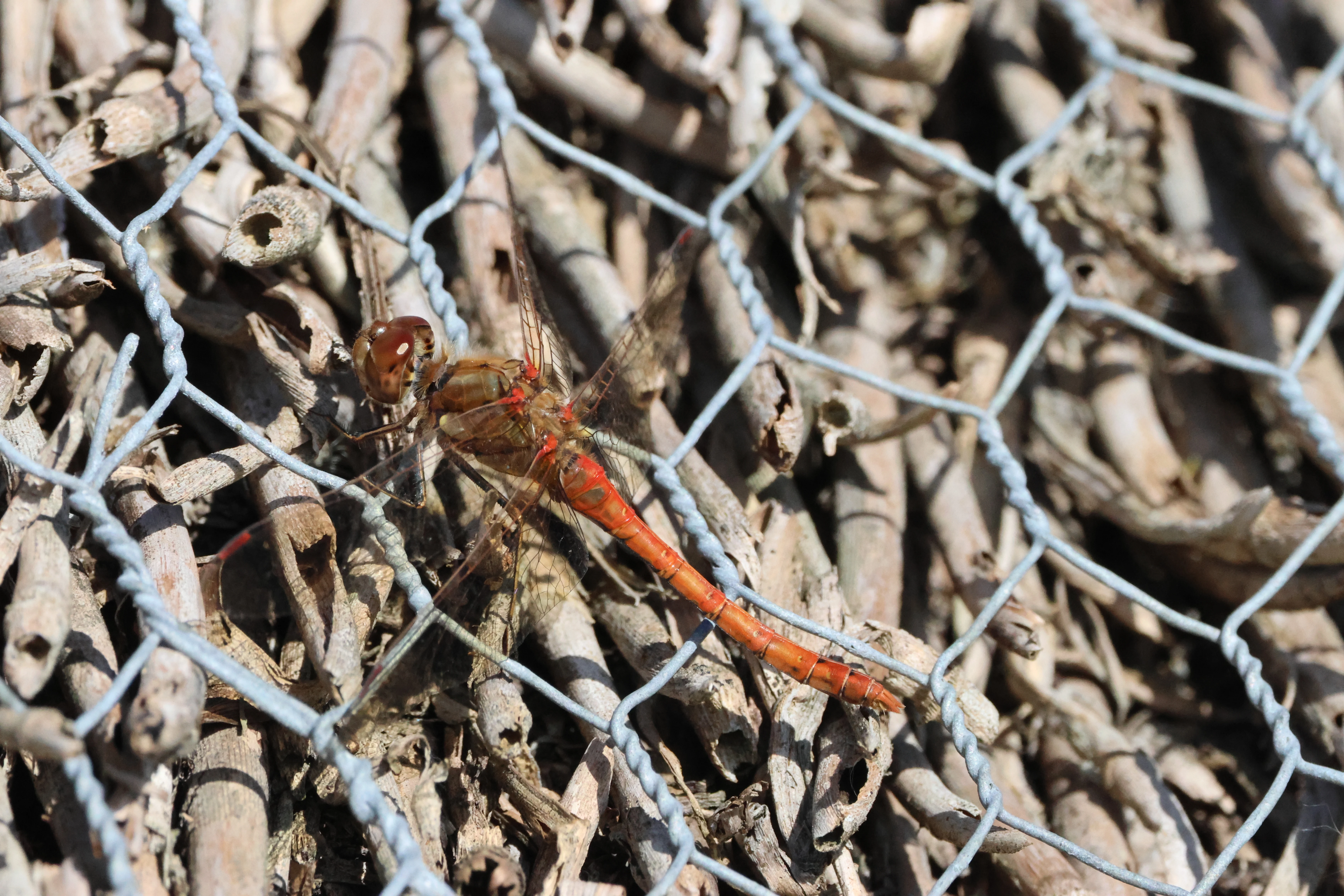 Common darter - Dragonfly, North Norfolk, Norfolk, UK — photo by Adam Prugel-Bennett