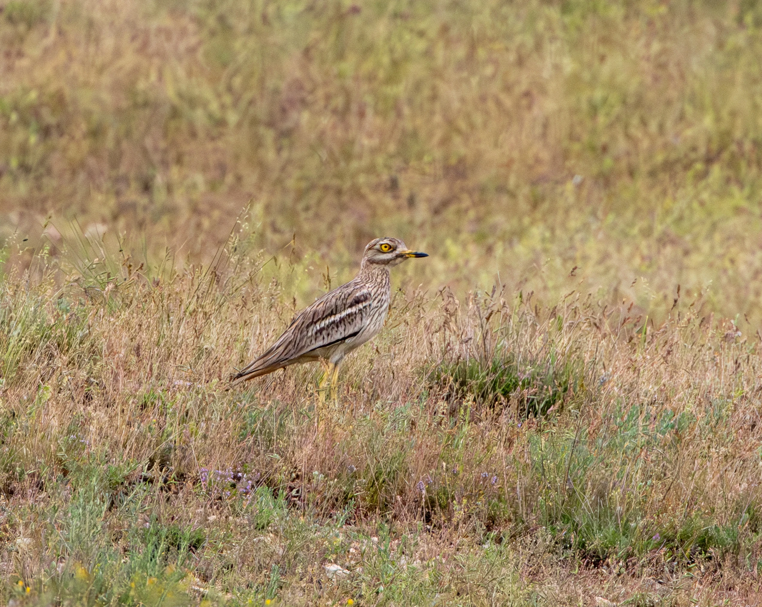 Eurasian Stone-curlew, Danube Area, Romania — photo by Adam Prugel-Bennett