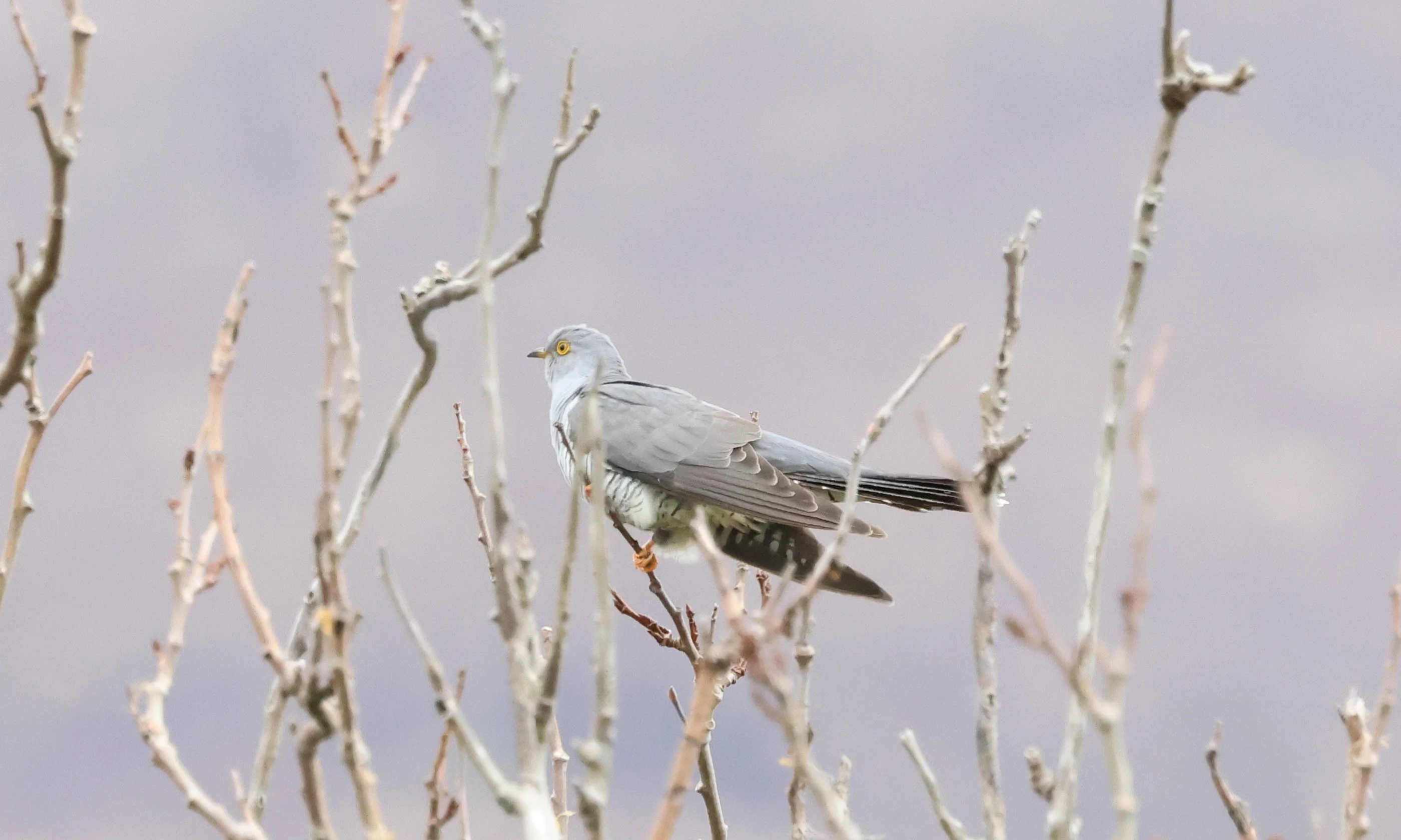 Common Cuckoo, Hoy Orkney, Orkney, UK — photo by Adam Prugel-Bennett
