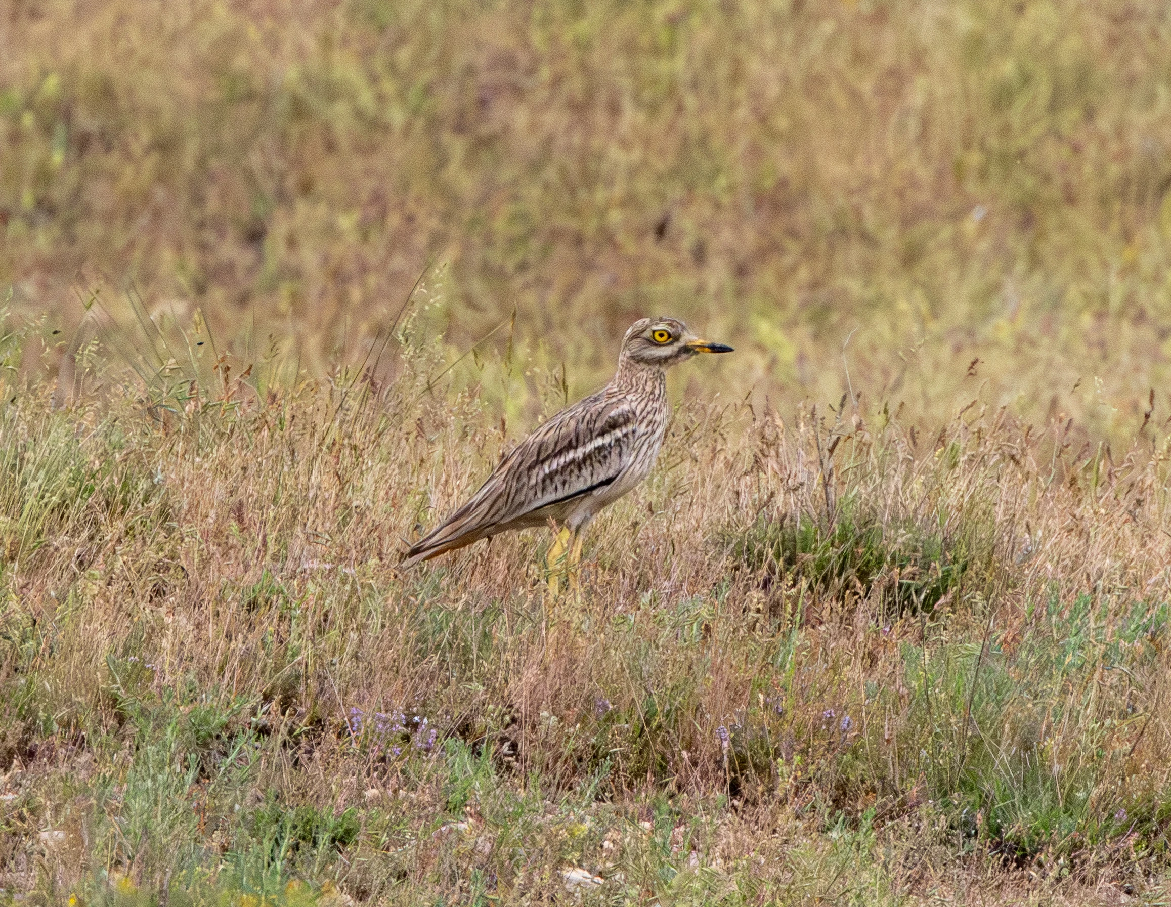 Eurasian Stone-curlew, Danube Area, Romania — photo by Adam Prugel-Bennett