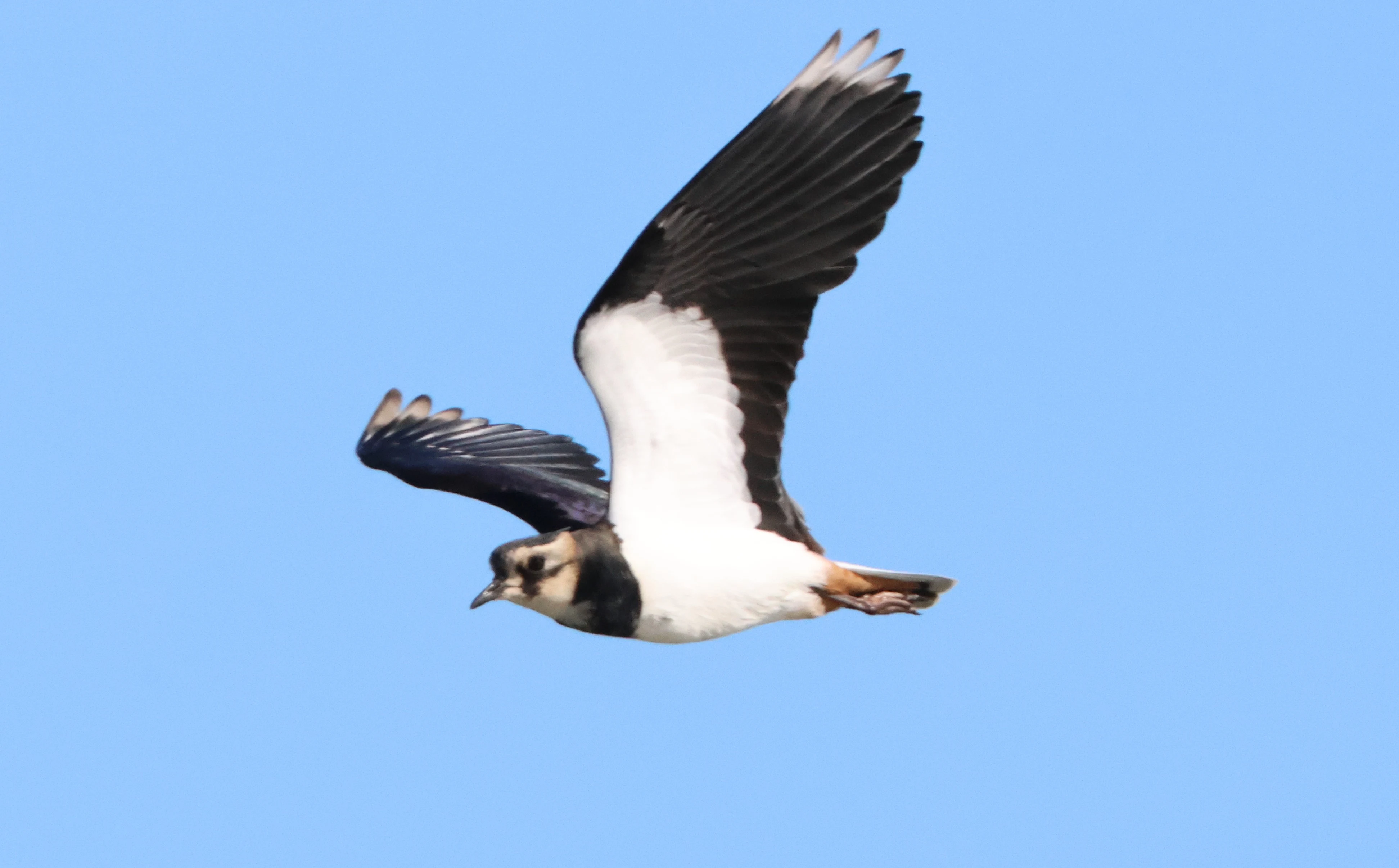 Lapwing, North Norfolk, Norfolk, UK — photo by Adam Prugel-Bennett