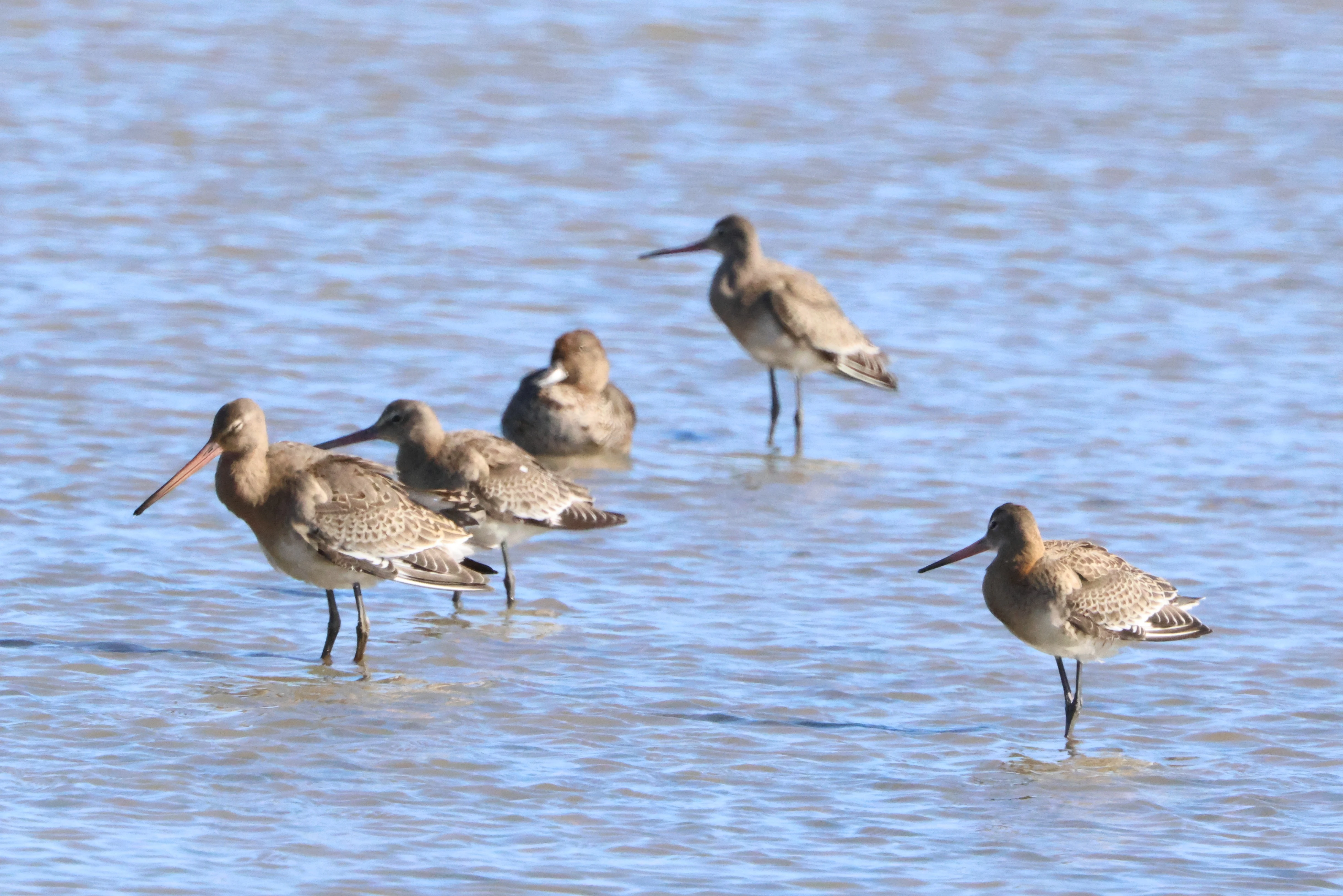 Black-tailed godwits, North Norfolk, Norfolk, UK — photo by Adam Prugel-Bennett