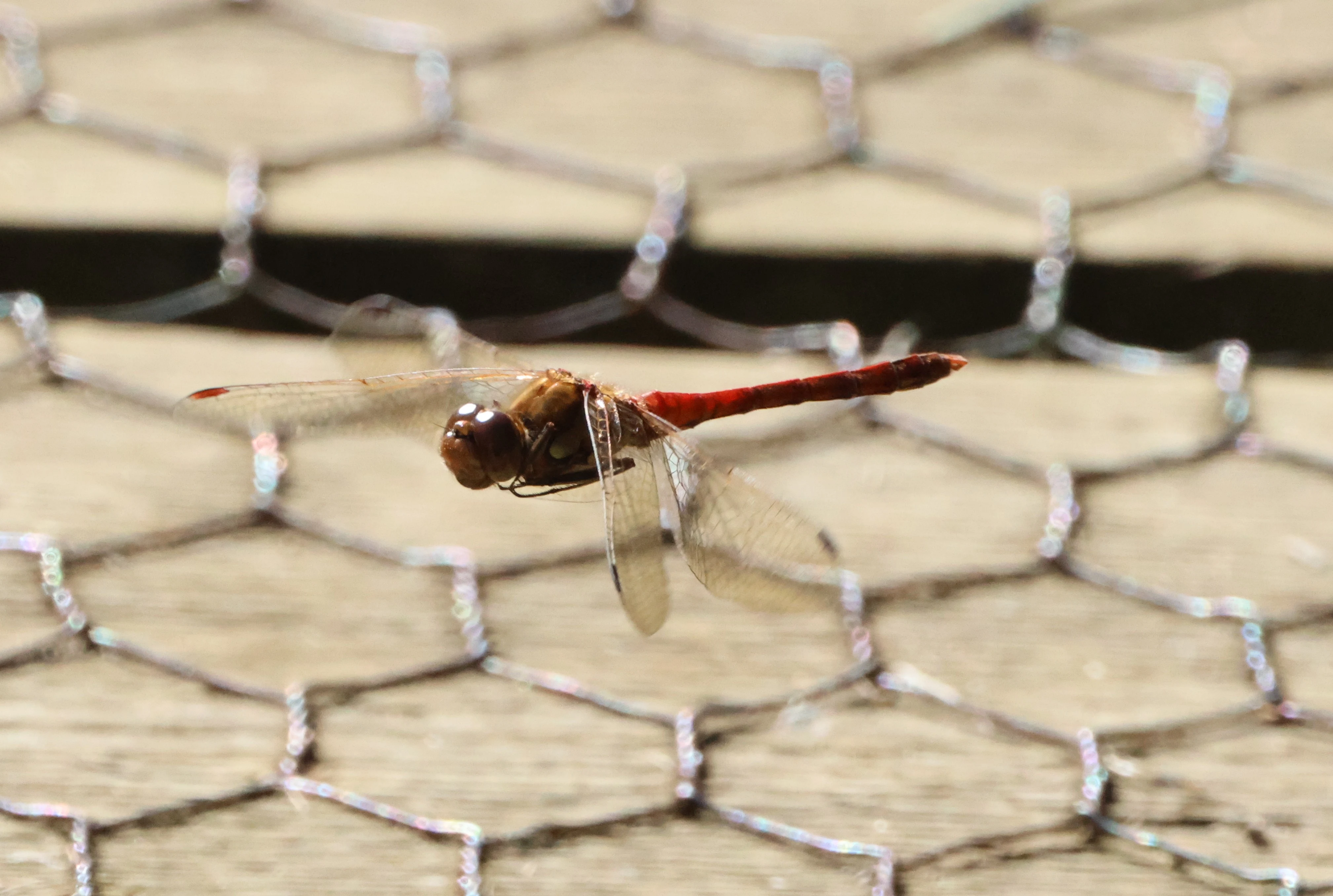 Common darter - Dragonfly, North Norfolk, Norfolk, UK — photo by Adam Prugel-Bennett