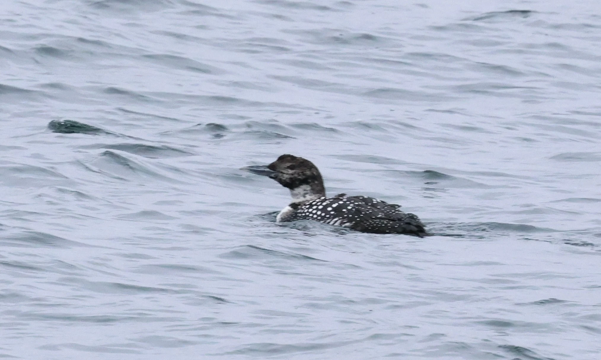 Great Northern Diver - Common Loon, Hoy Orkney, Orkney, UK — photo by Adam Prugel-Bennett