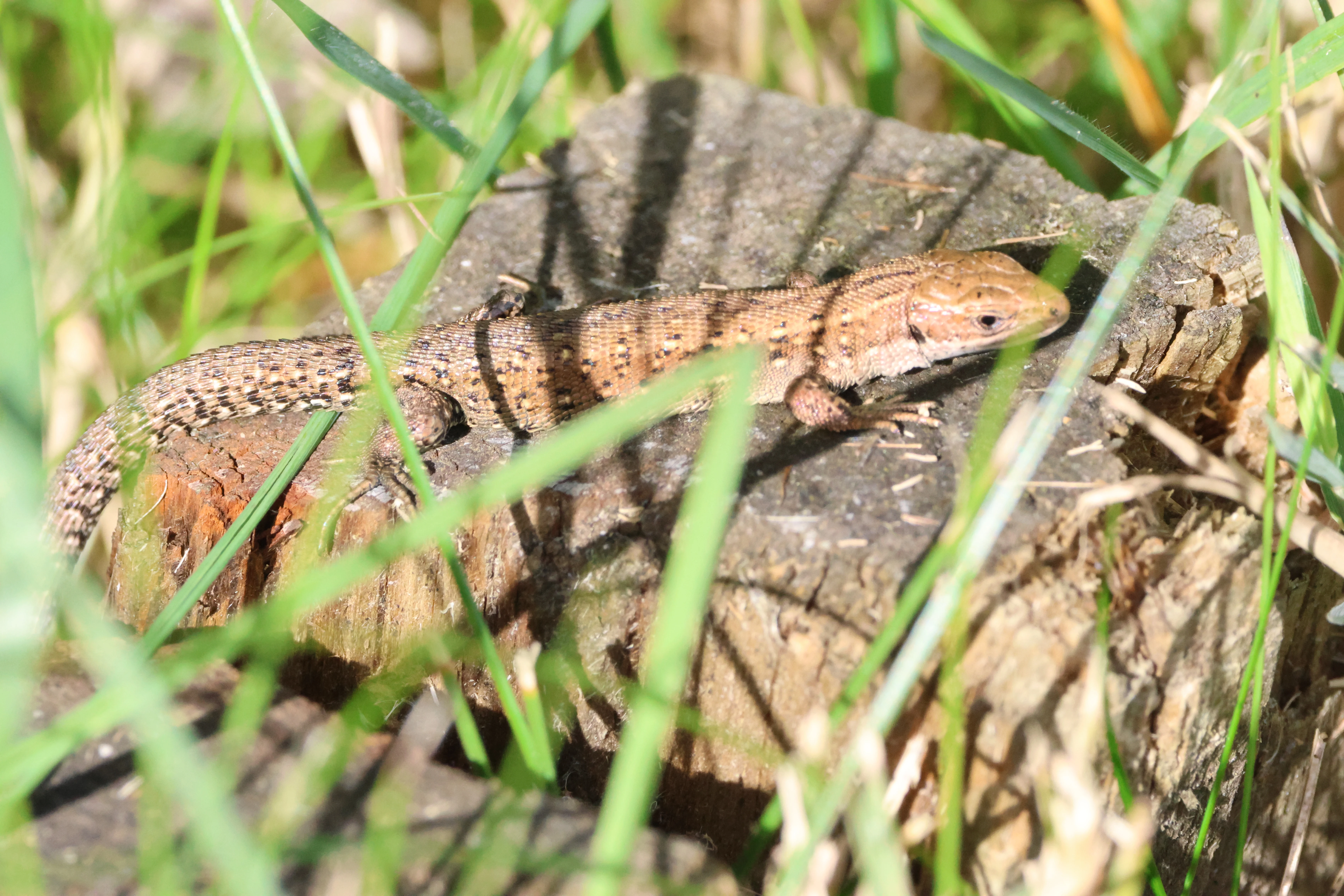 Common Lizard, North Norfolk, Norfolk, UK — photo by Adam Prugel-Bennett