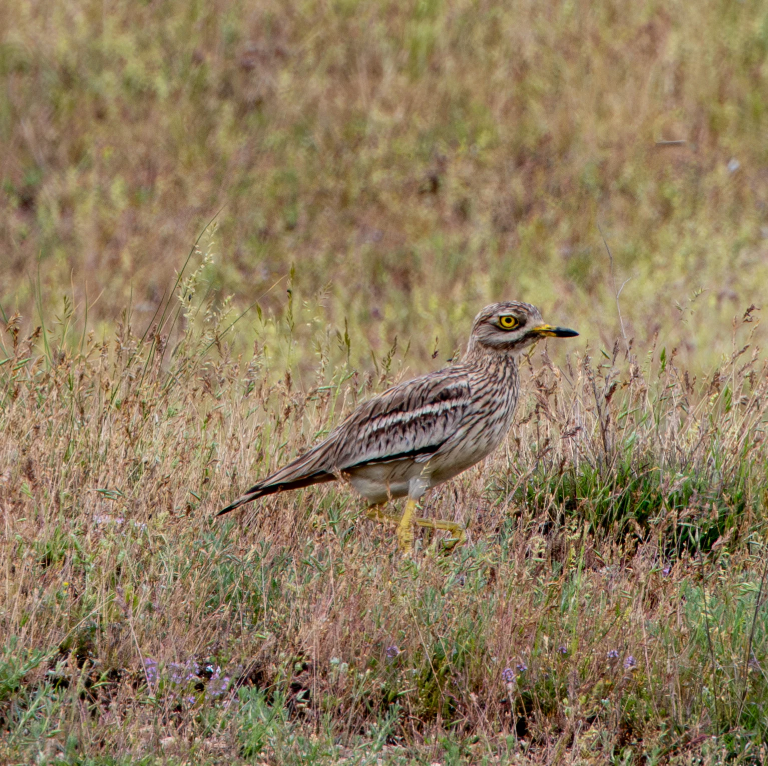 Eurasian Stone-curlew, Danube Area, Romania — photo by Adam Prugel-Bennett