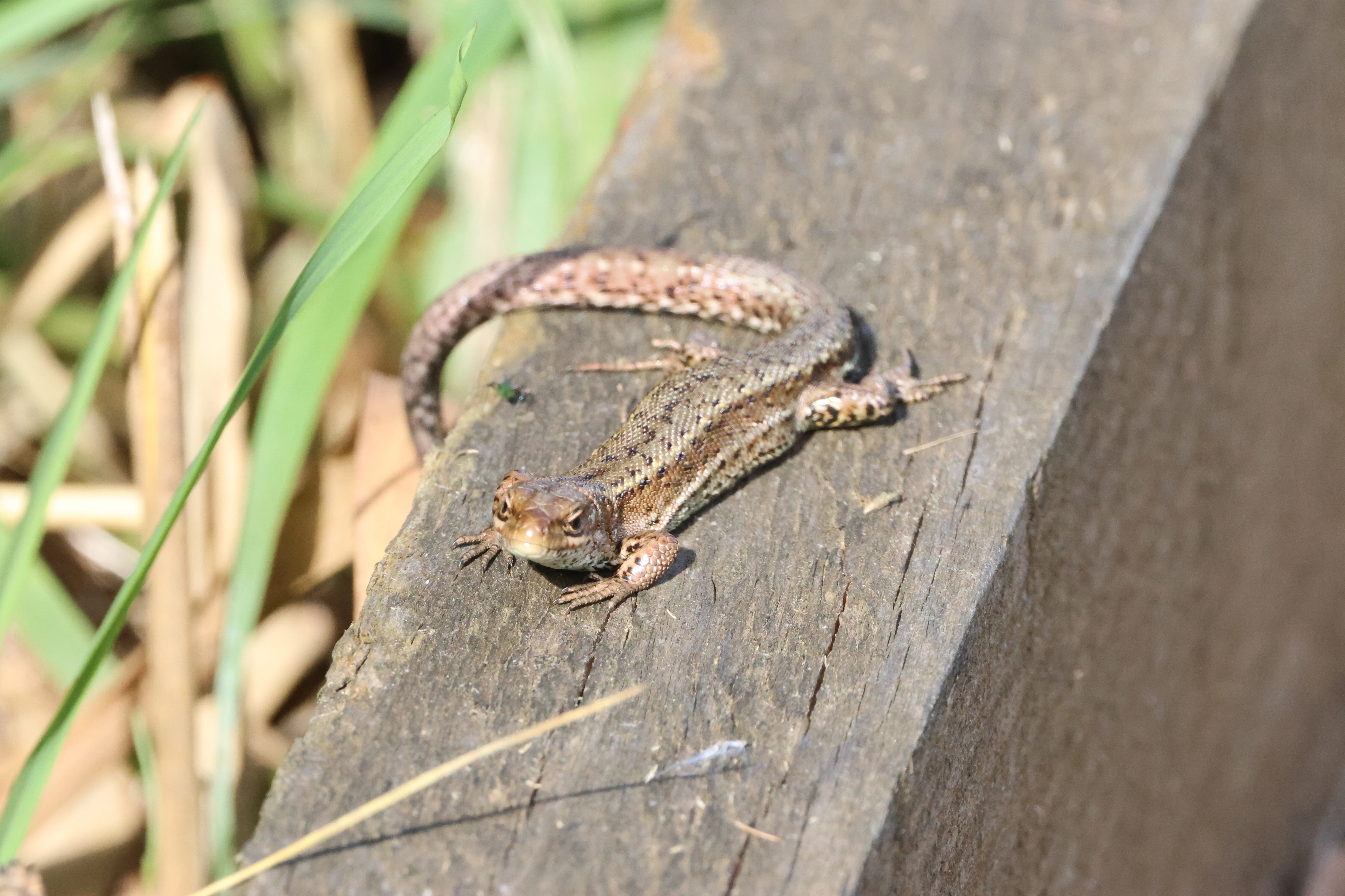 Common Lizard, North Norfolk, Norfolk, UK — photo by Adam Prugel-Bennett