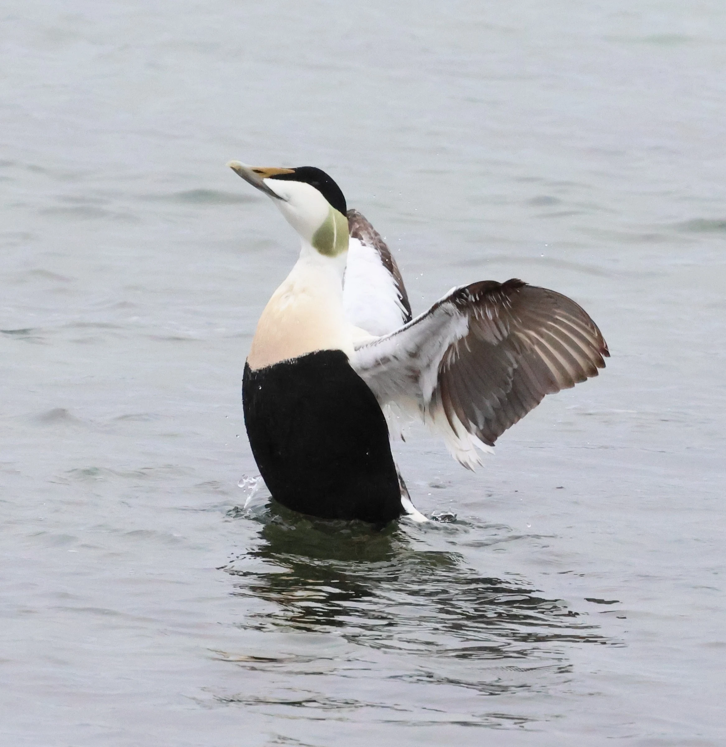 Common eider, Mainland Orkney, Orkney, UK — photo by Adam Prugel-Bennett