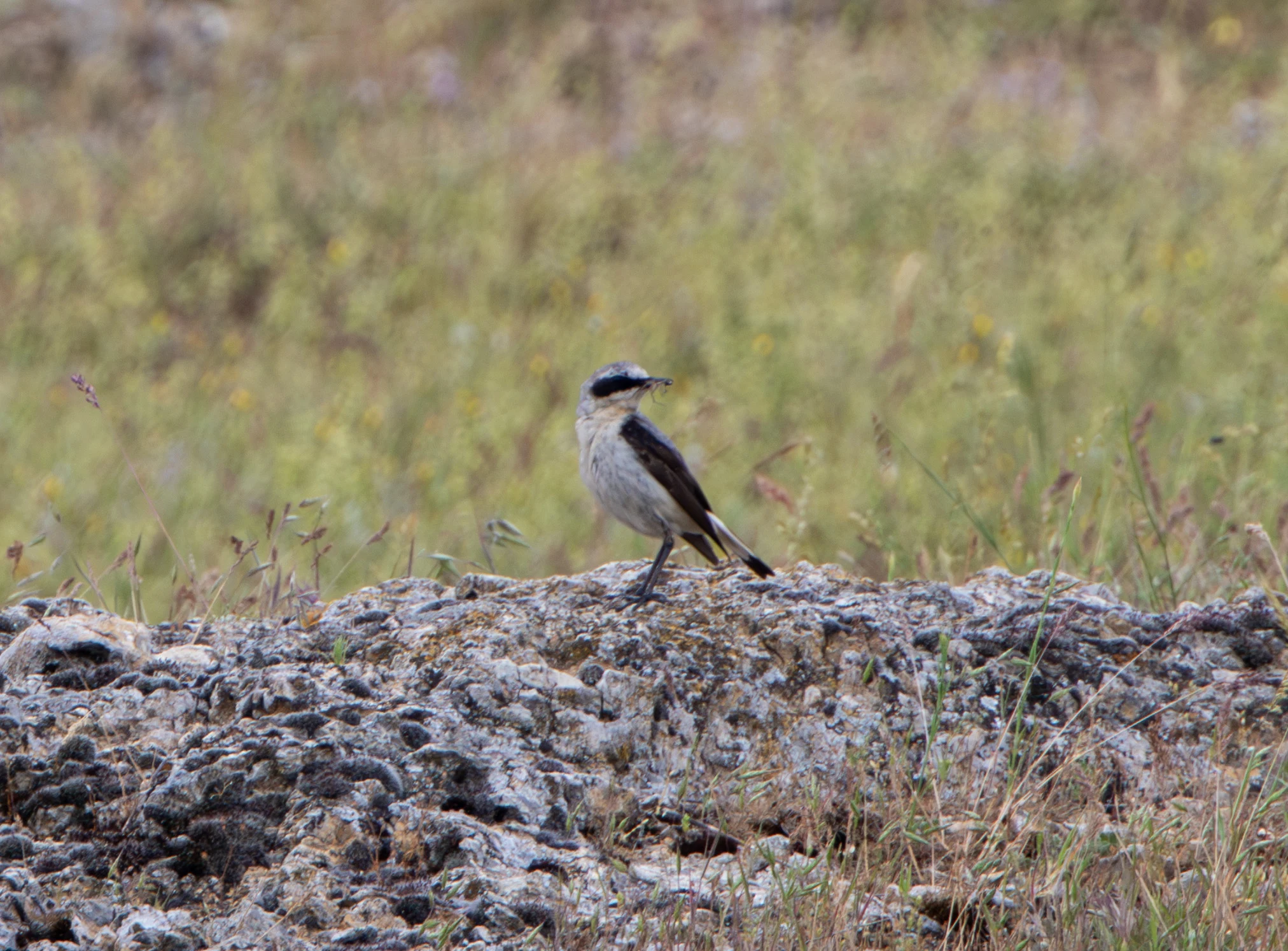 Northern Wheatear, Danube Area, Romania — photo by Adam Prugel-Bennett