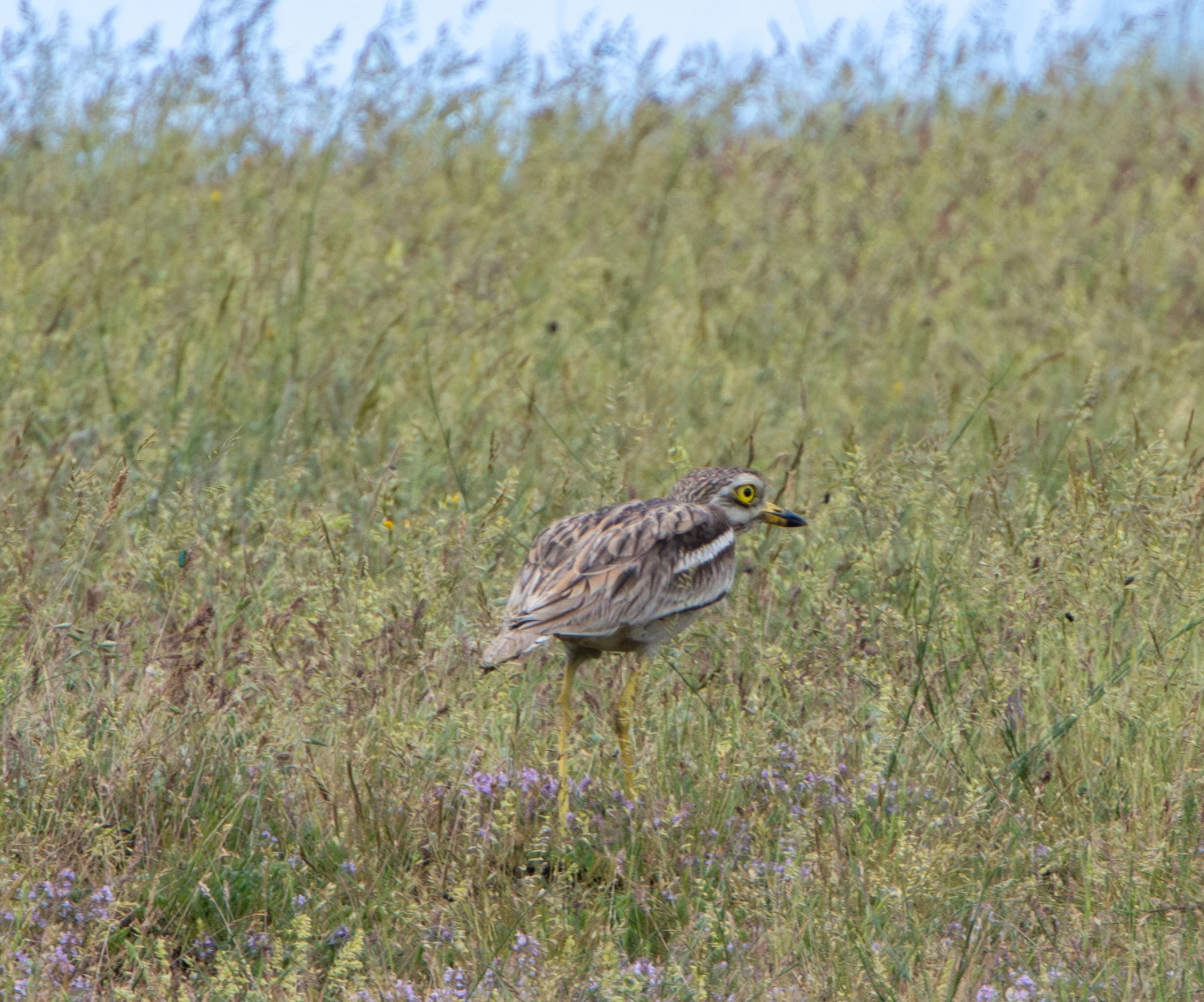 Eurasian Stone-curlew, Danube Area, Romania — photo by Adam Prugel-Bennett