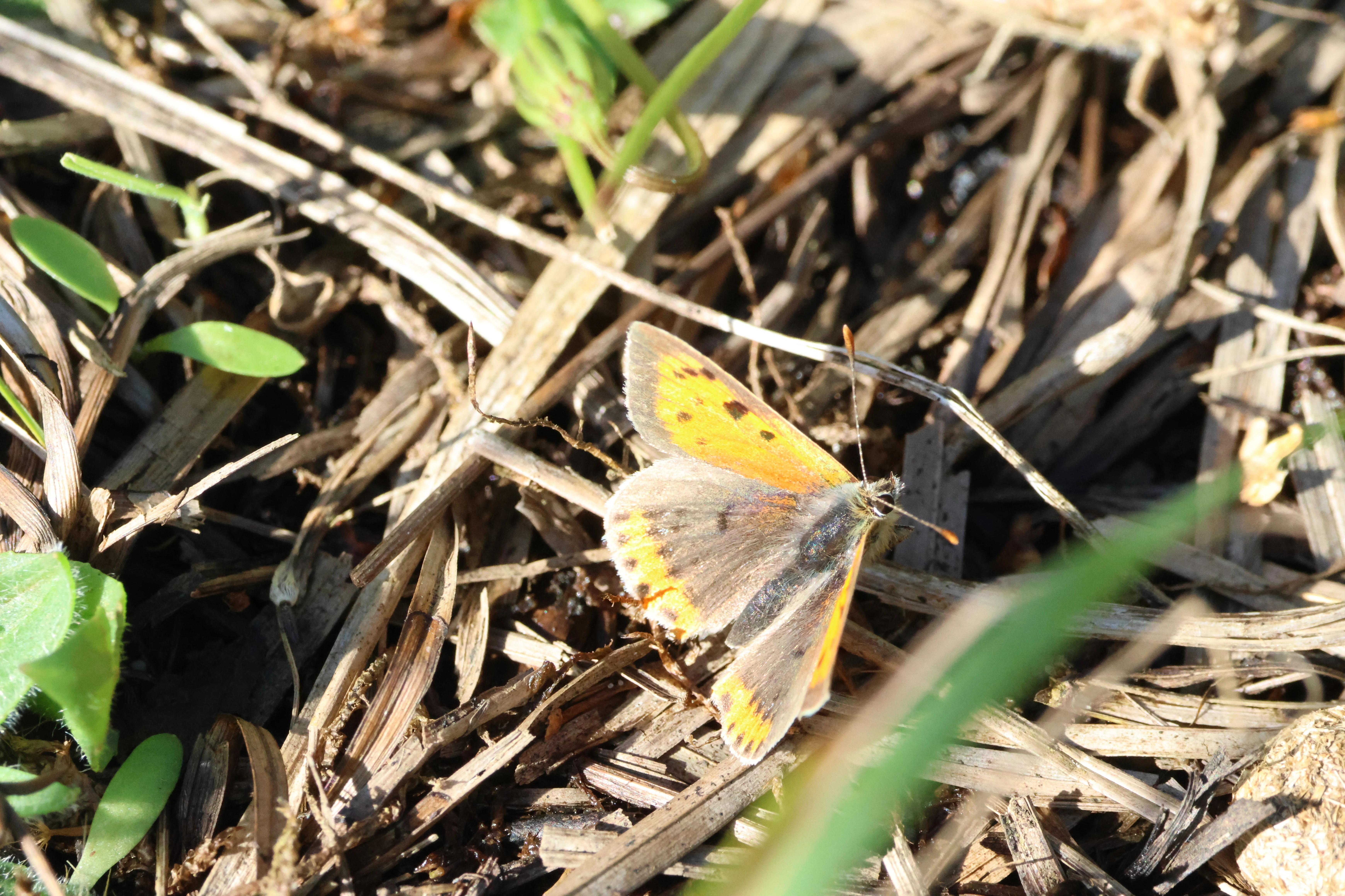 Small copper - butterfly, North Norfolk, Norfolk, UK — photo by Adam Prugel-Bennett