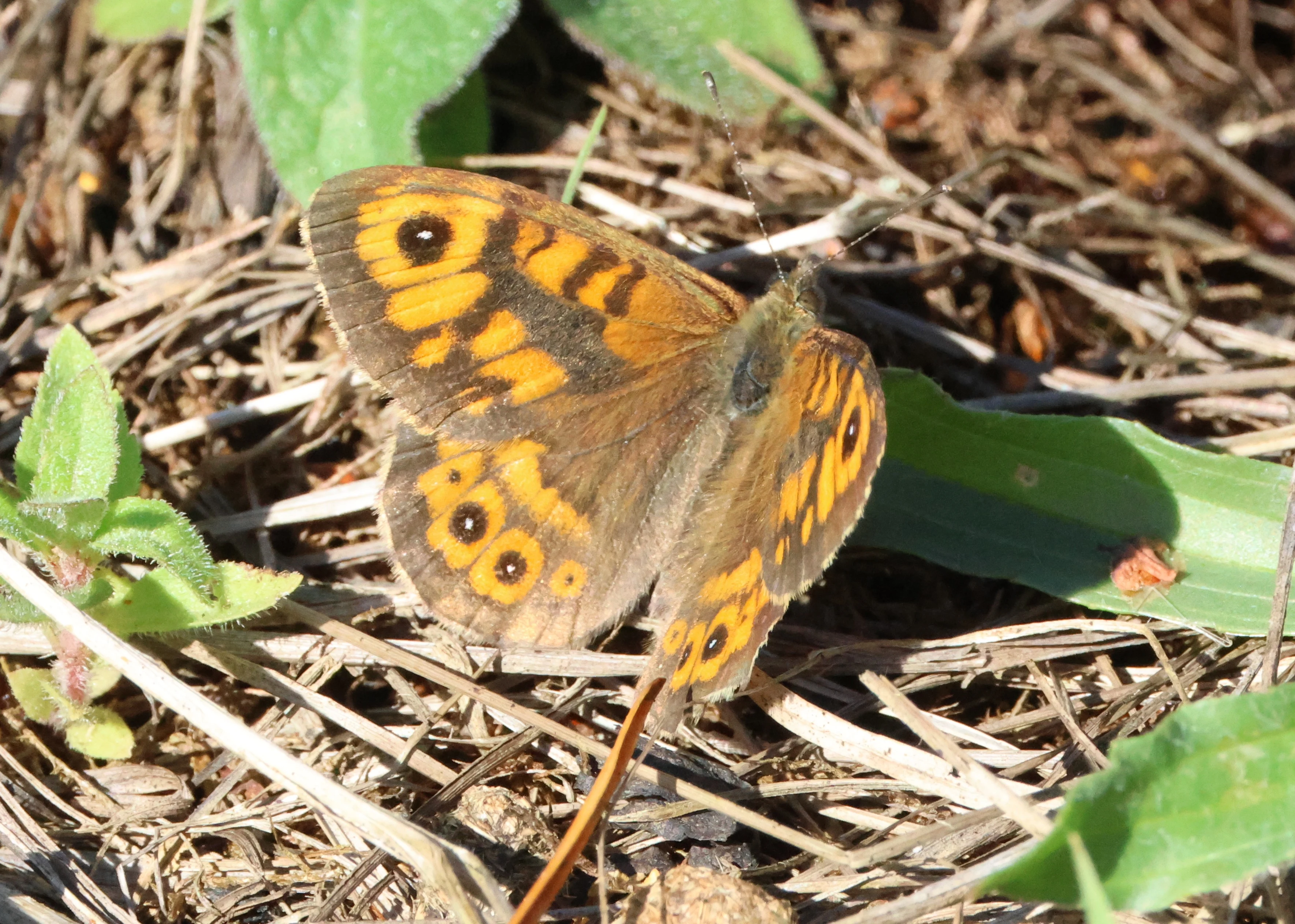 Wall Brown Butterfly, North Norfolk, Norfolk, UK — photo by Adam Prugel-Bennett