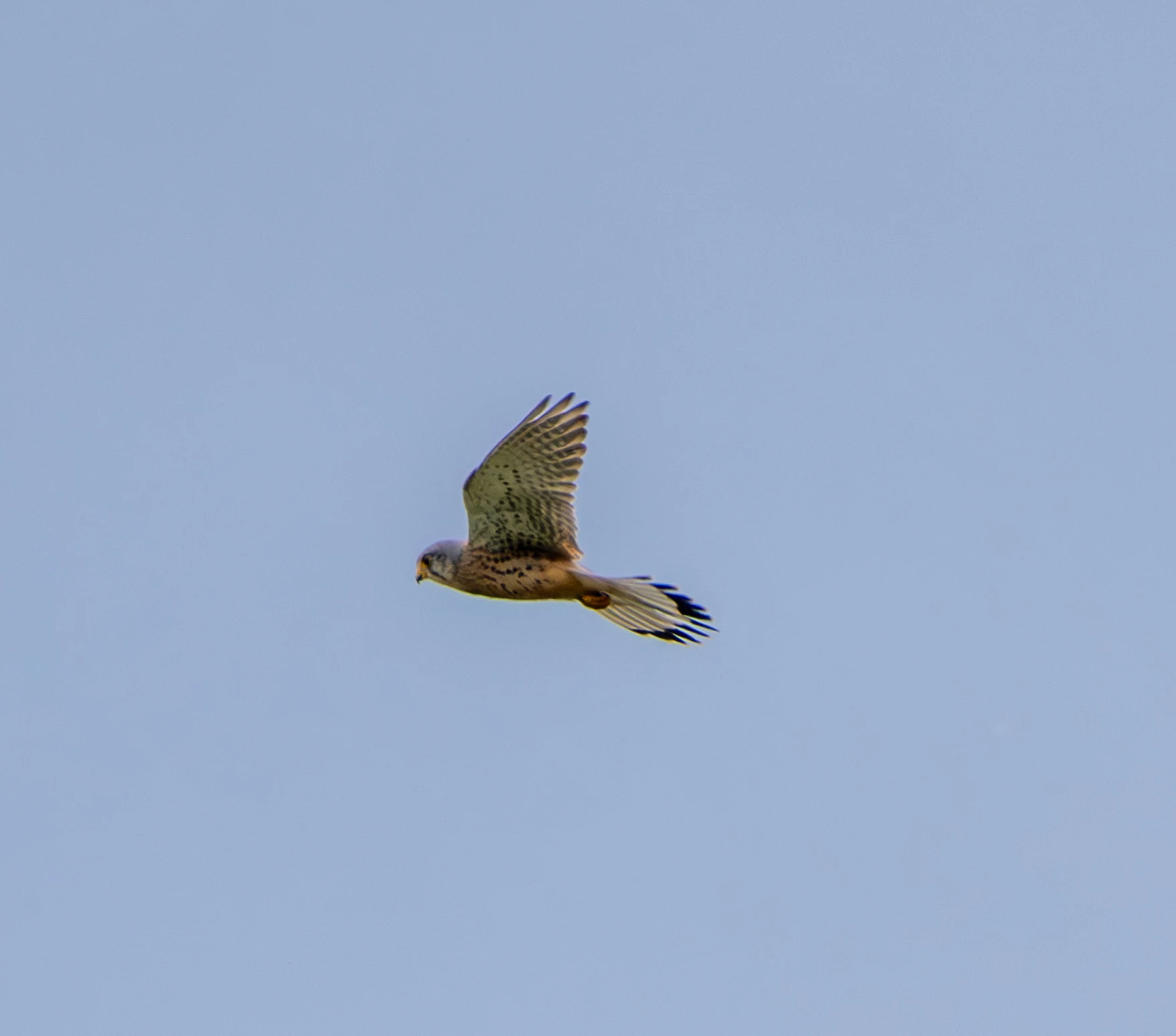 Common Kestrel, Danube Area, Romania — photo by Adam Prugel-Bennett