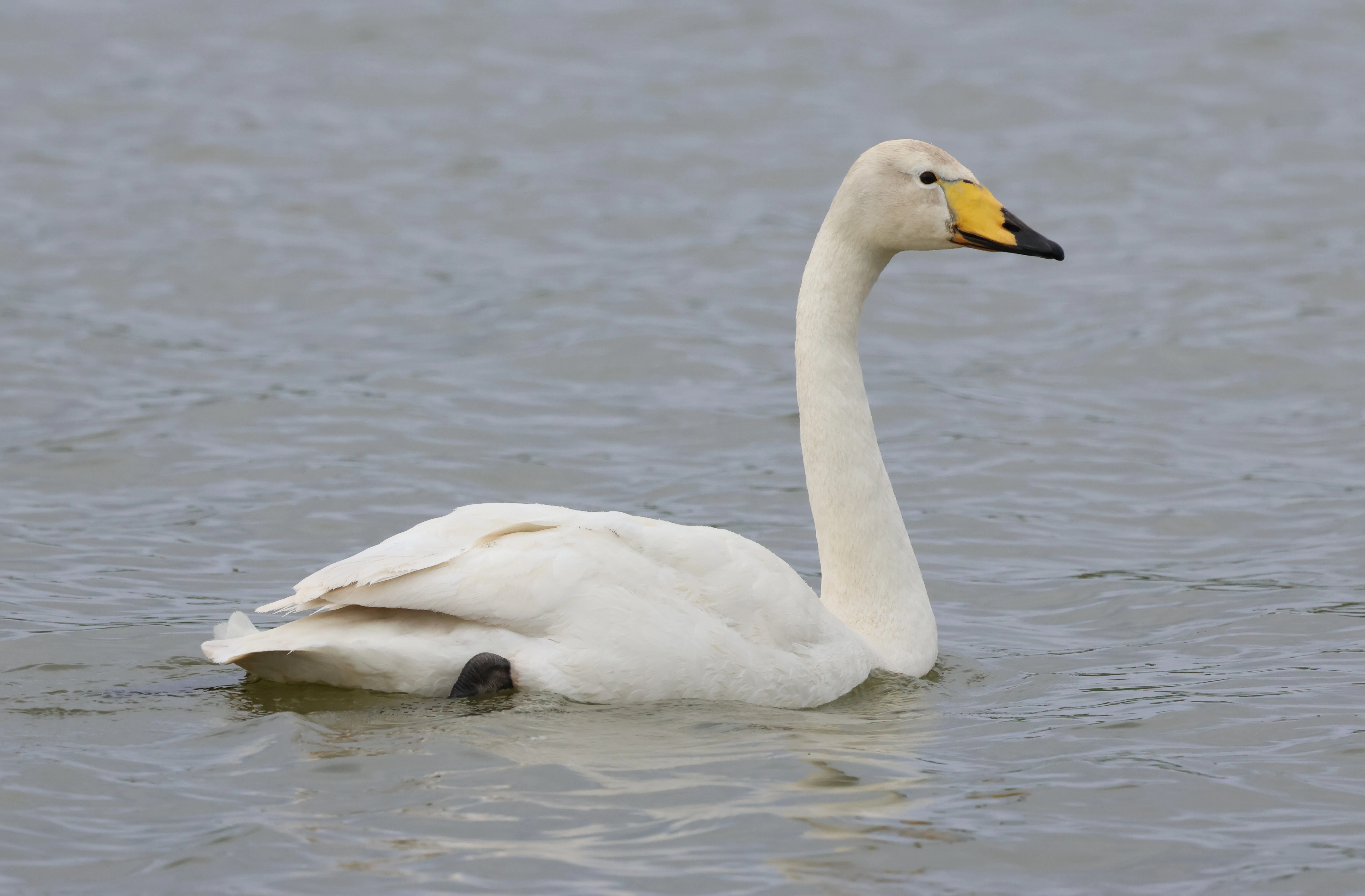 Whooper Swan, Mainland Orkney, Orkney, UK — photo by Adam Prugel-Bennett