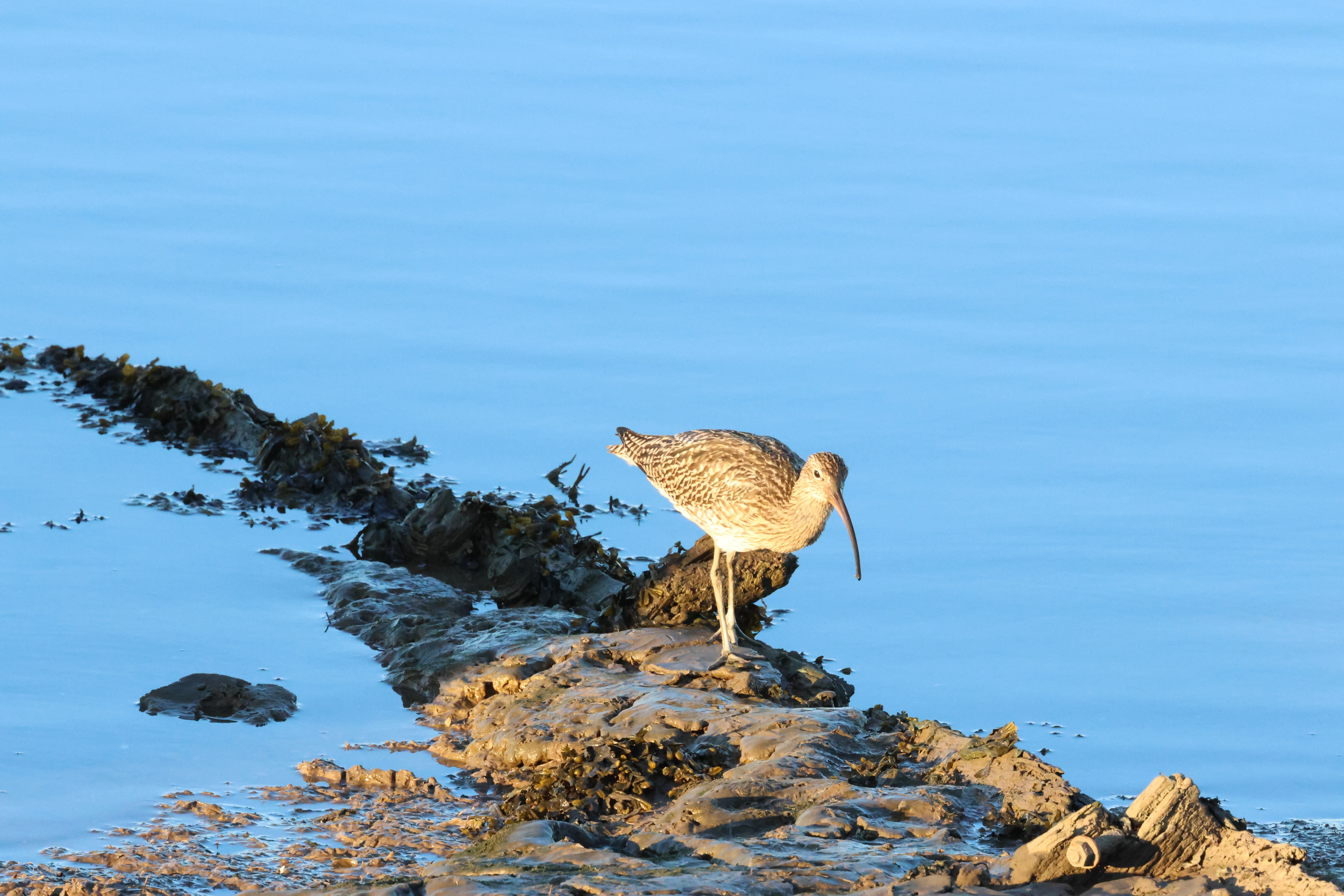 Curlew, North Norfolk, Norfolk, UK — photo by Adam Prugel-Bennett
