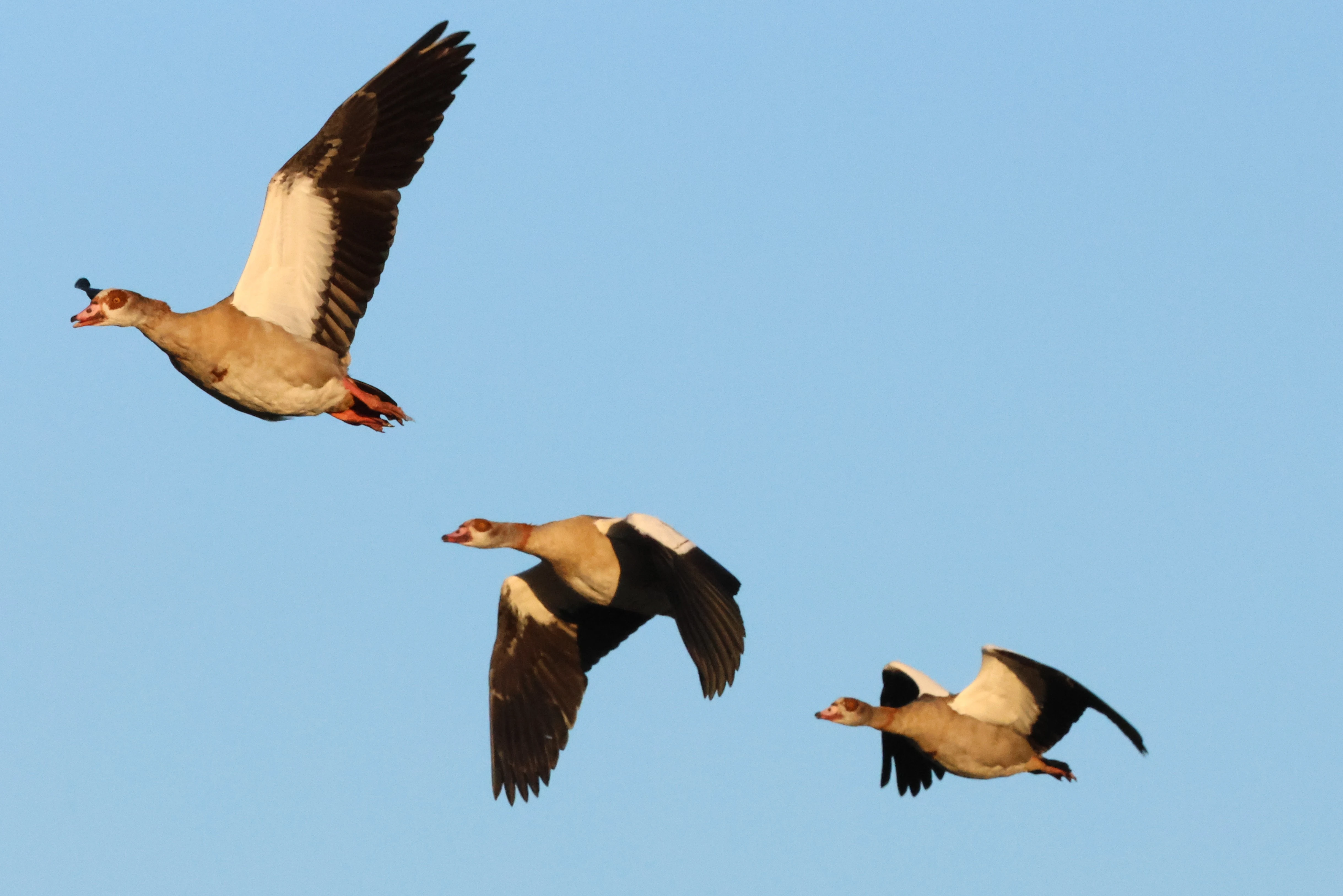 Egyptian Geese in flight, North Norfolk, Norfolk, UK — photo by Adam Prugel-Bennett