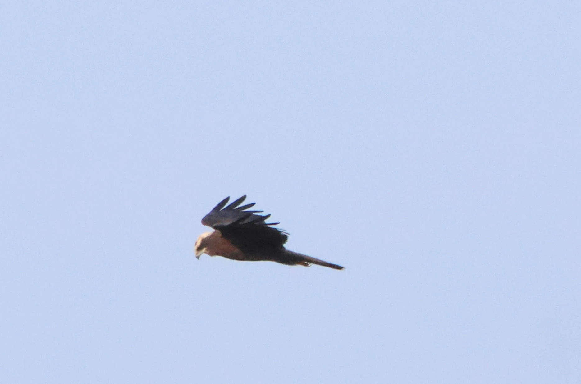 Marsh harrier, North Norfolk, Norfolk, UK — photo by Adam Prugel-Bennett