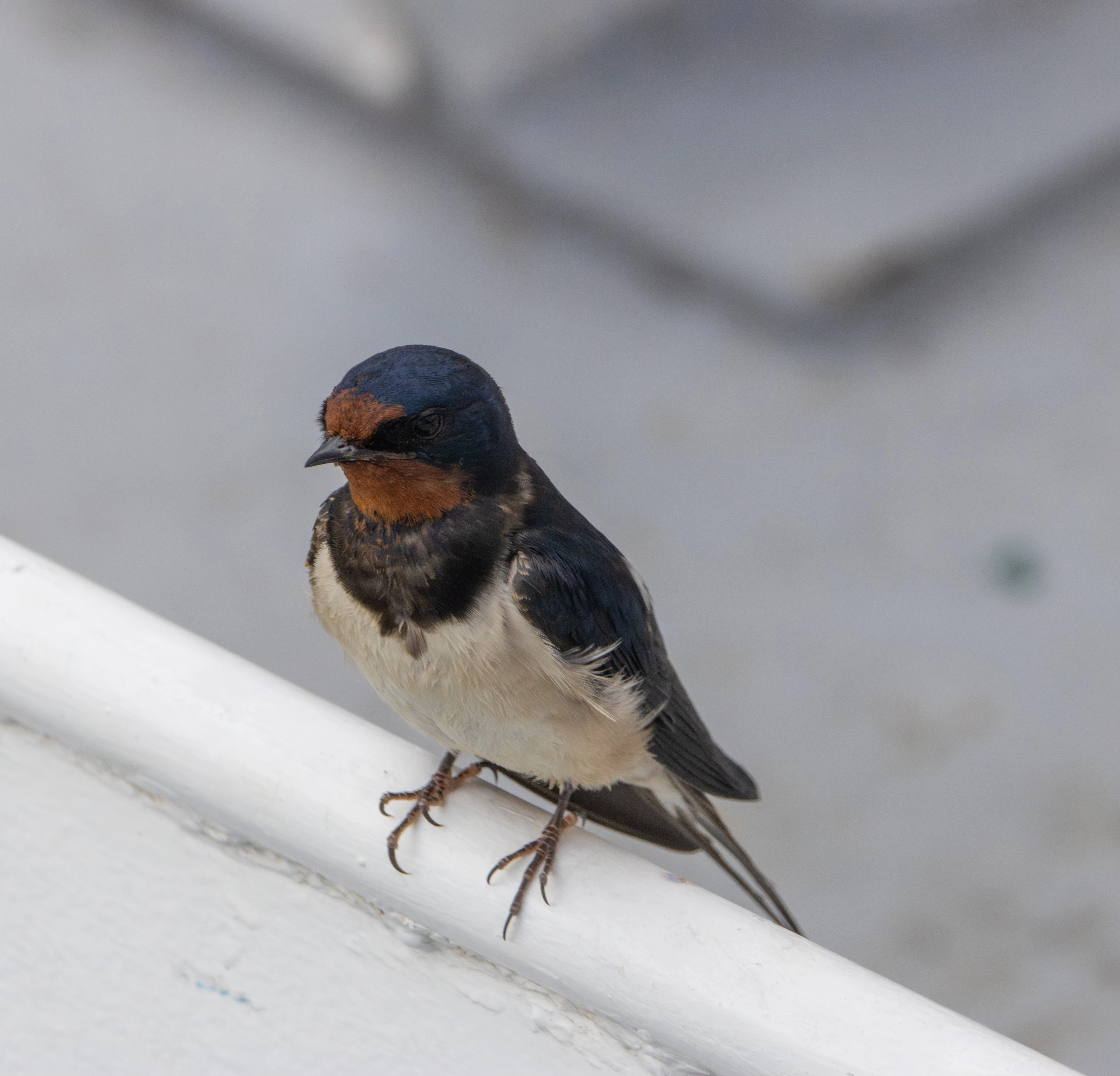 Barn Swallow, Danube Delta, Romania — photo by Adam Prugel-Bennett