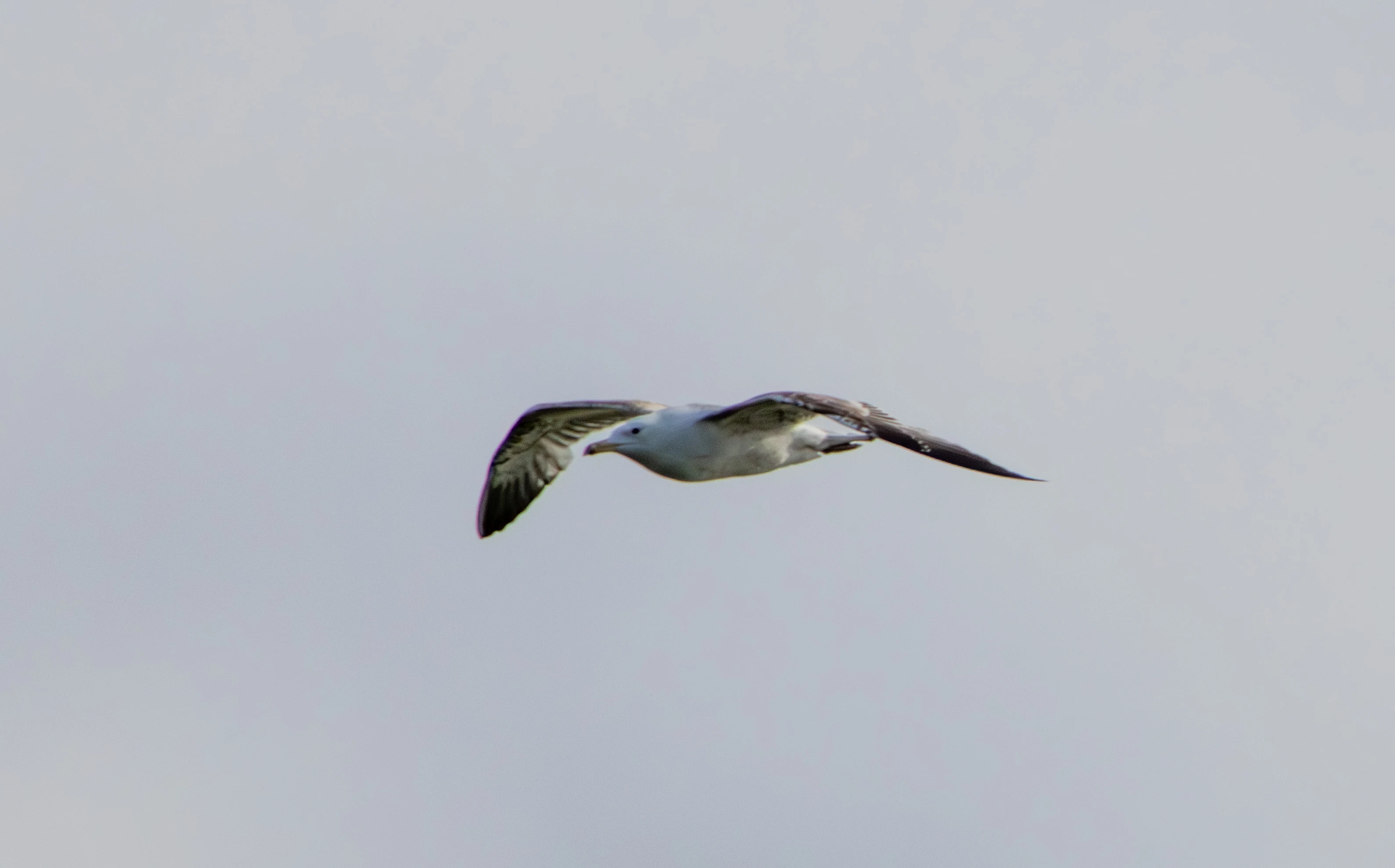 Caspian Gull in flight, Danube Delta, Romania — photo by Adam Prugel-Bennett