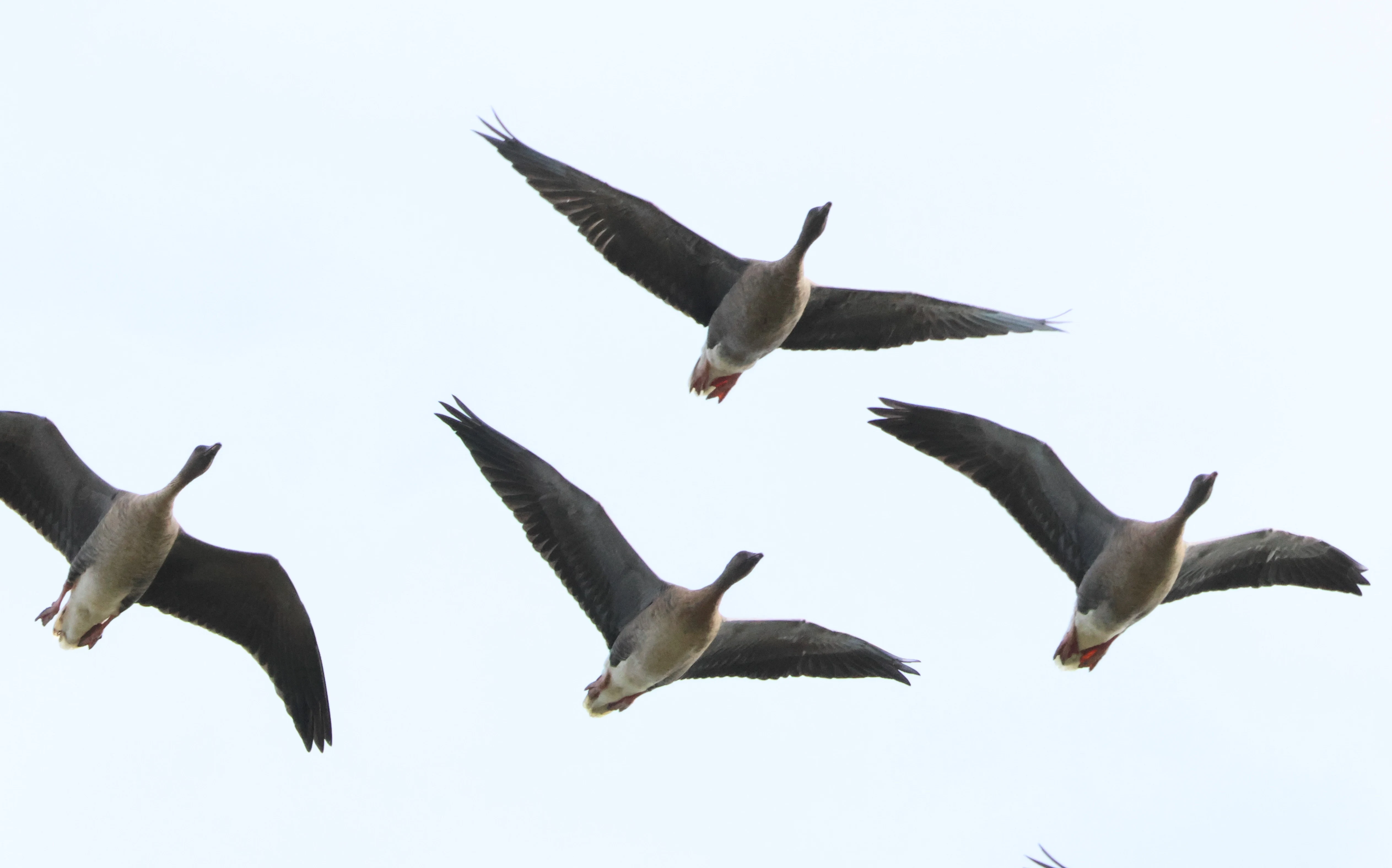 Pink-footed Geese in flight, North Norfolk, Norfolk, UK — photo by Adam Prugel-Bennett