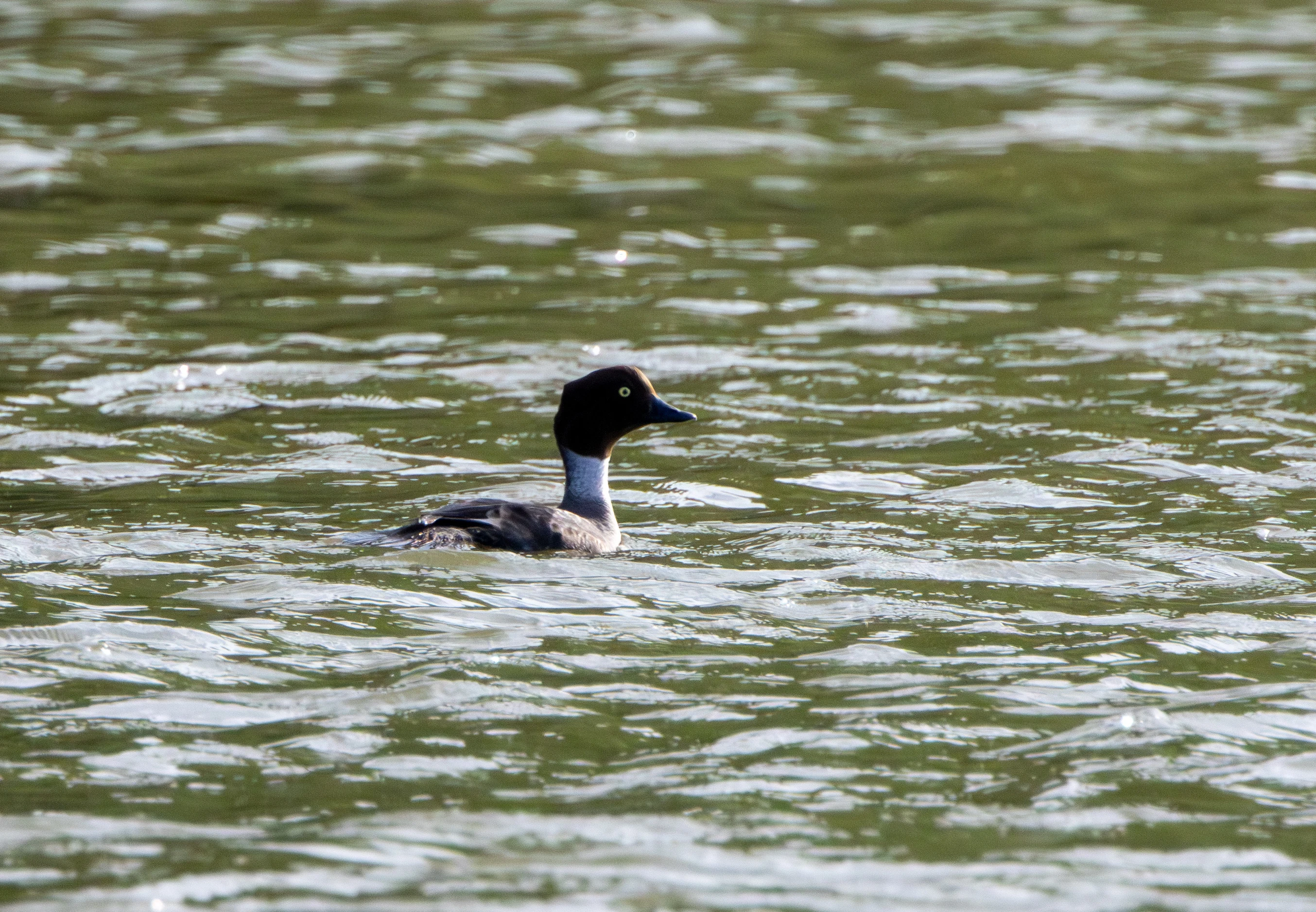 Common Goldeneye, Danube Delta, Romania — photo by Adam Prugel-Bennett