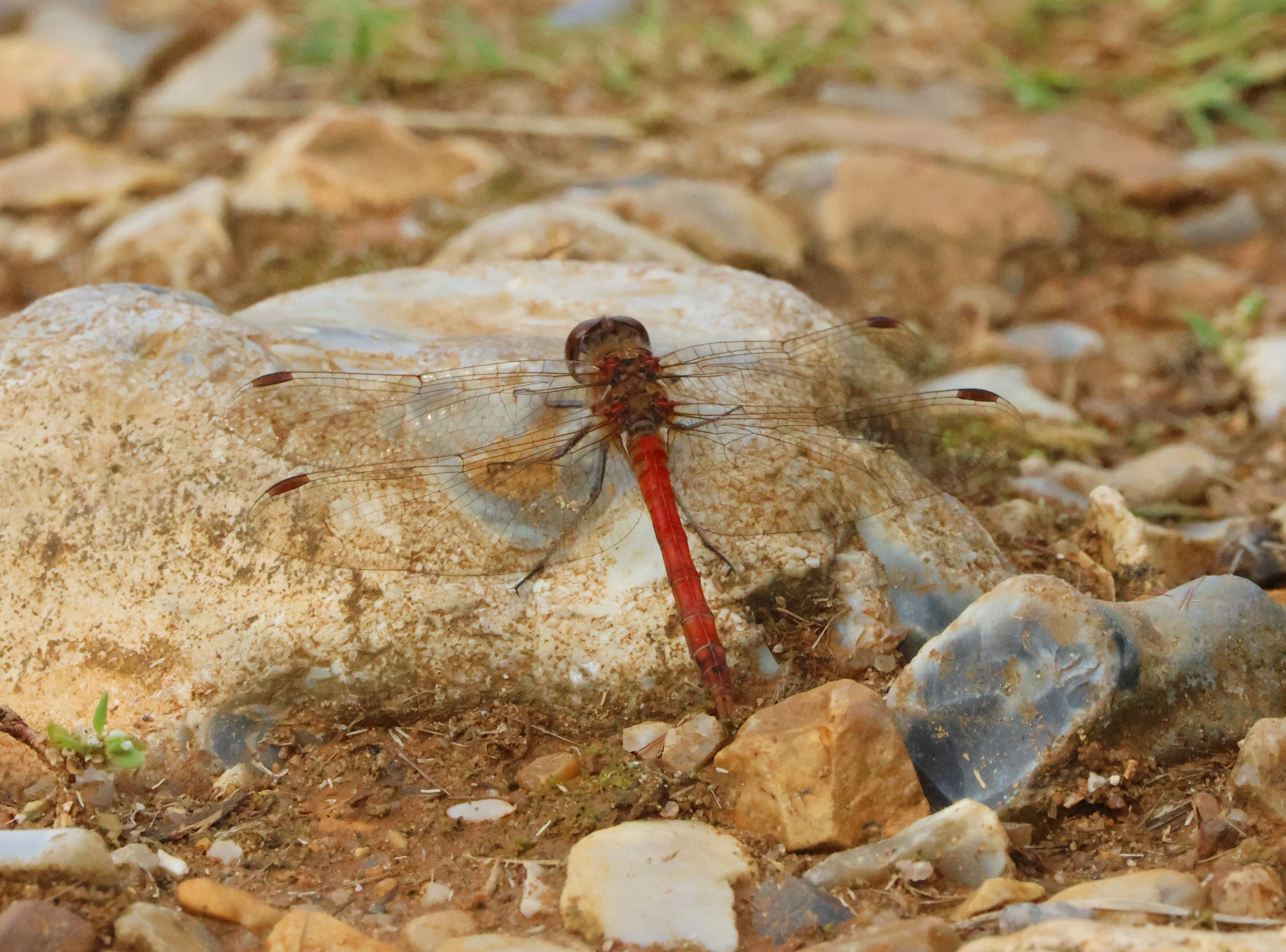 Common darter - Dragonfly, North Norfolk, Norfolk, UK — photo by Adam Prugel-Bennett